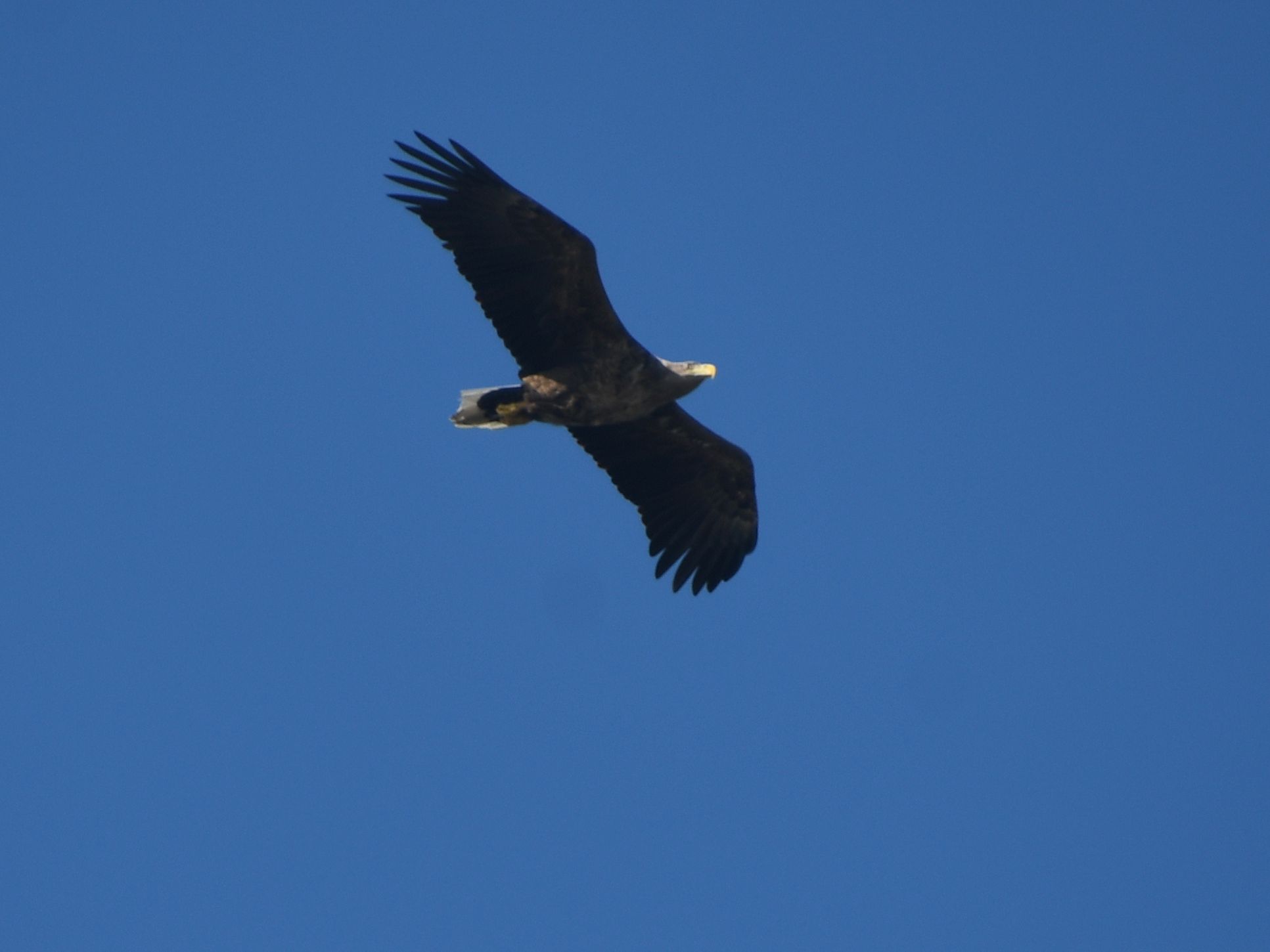 Hainburg - 19032026 - (387) - - Haliaeetus albicilla - Seeadler.JPG