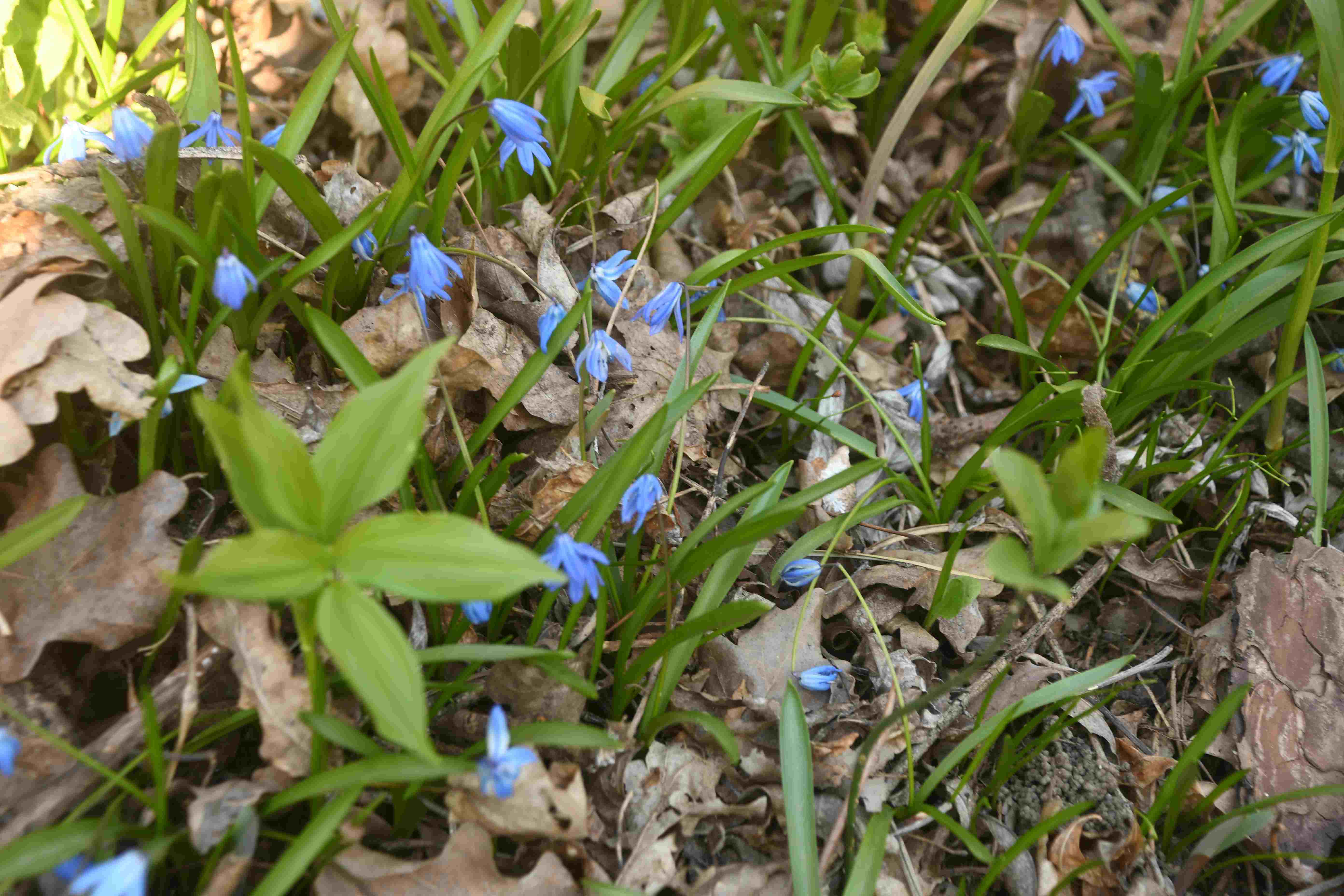 Braunsberg - 19032026 - (53) - - Scilla sibirica - Sibirischer Blaustern.JPG