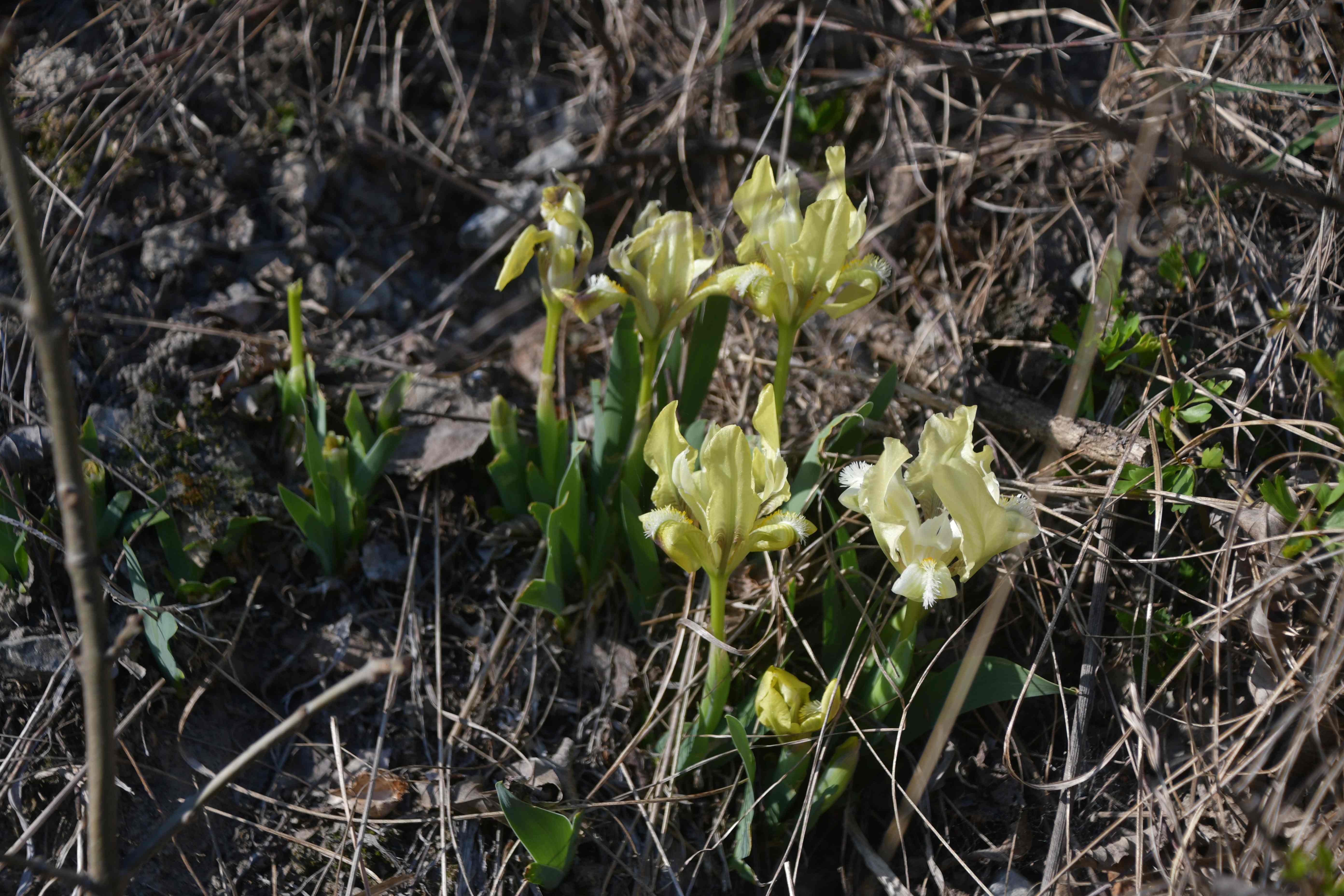 Braunsberg - 19032026 - (19) -  - Iris pumila - Zwerg-Schwertlilie.JPG