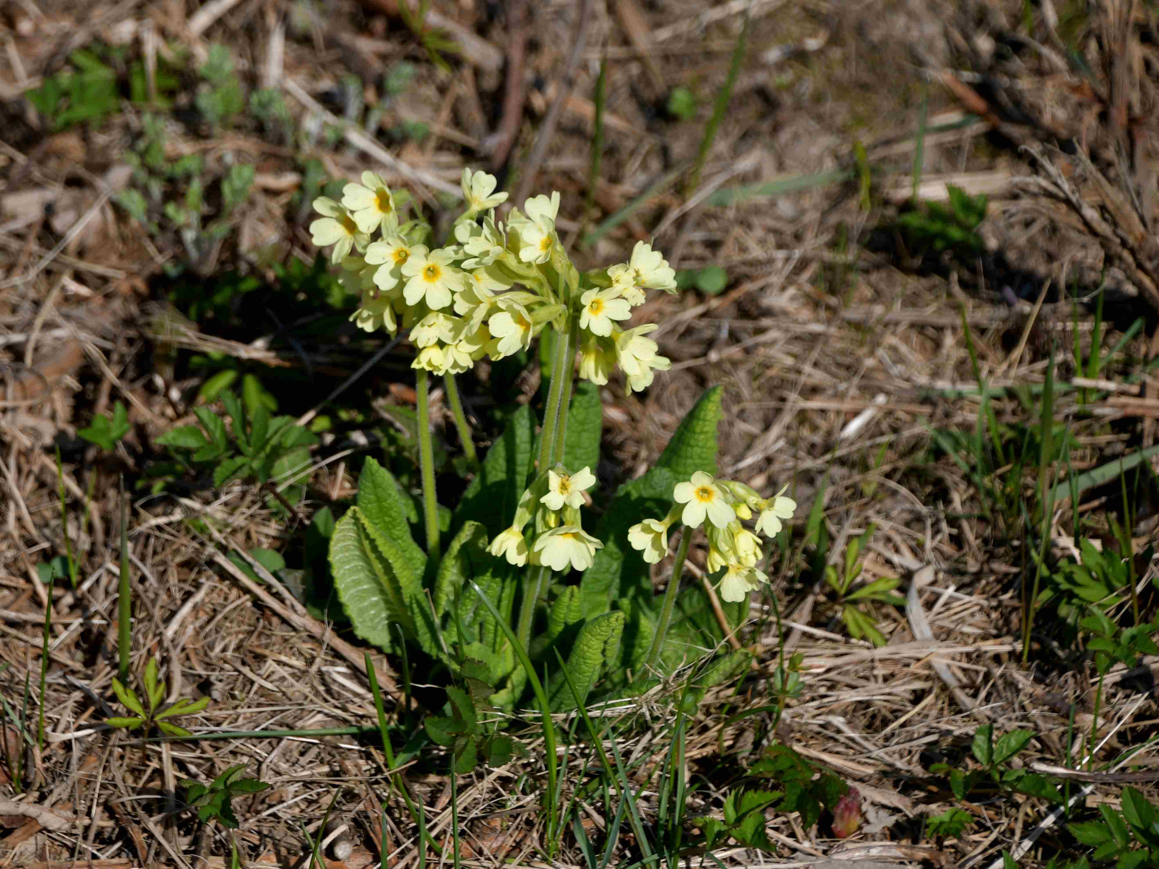 Ranzenbach - 20032026 - (101) -  - Primula elatior - Hohe Primel.JPG