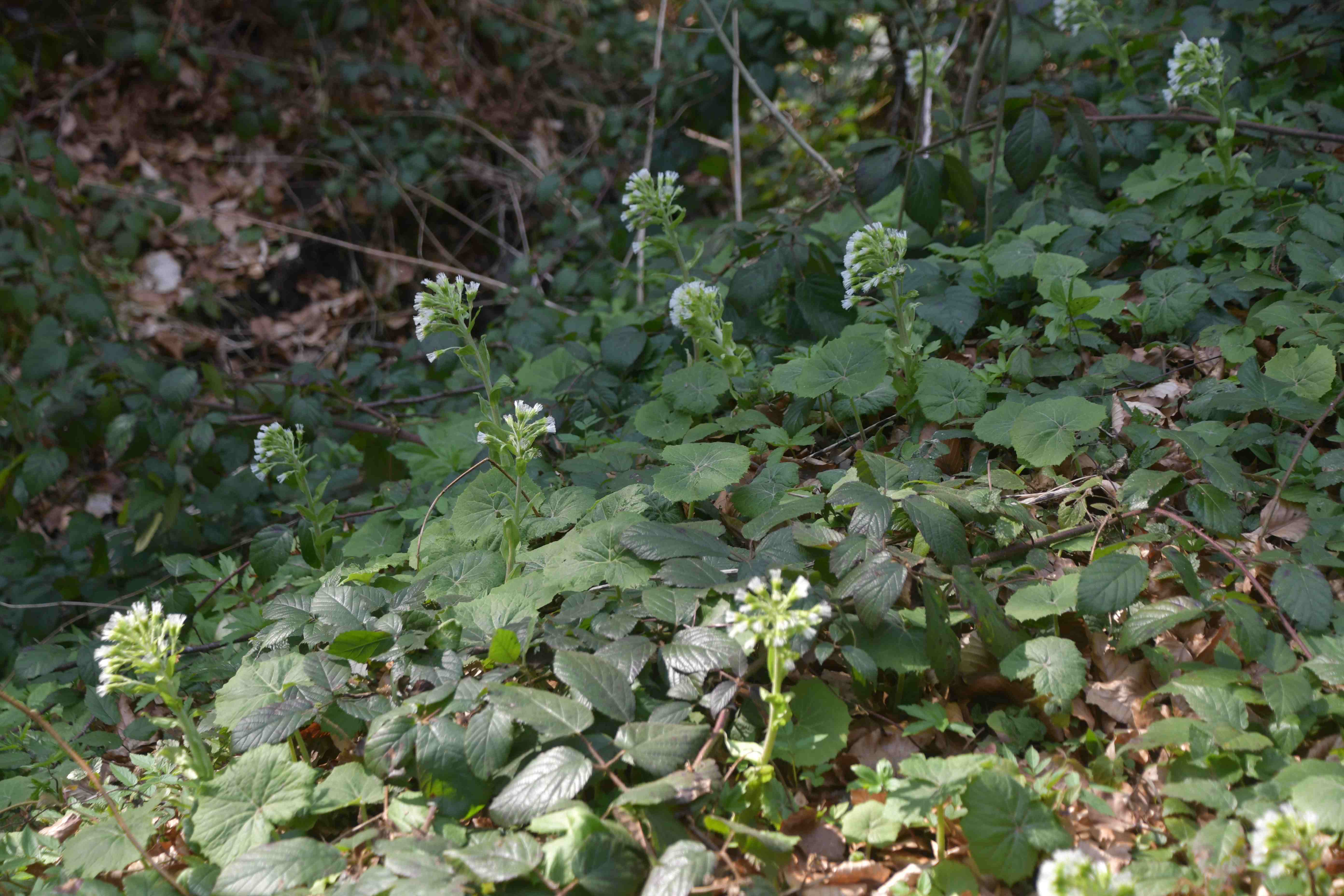 Ranzenbach - 20032026 - (129) - - Petasites albus - weiße Pestwurz.JPG