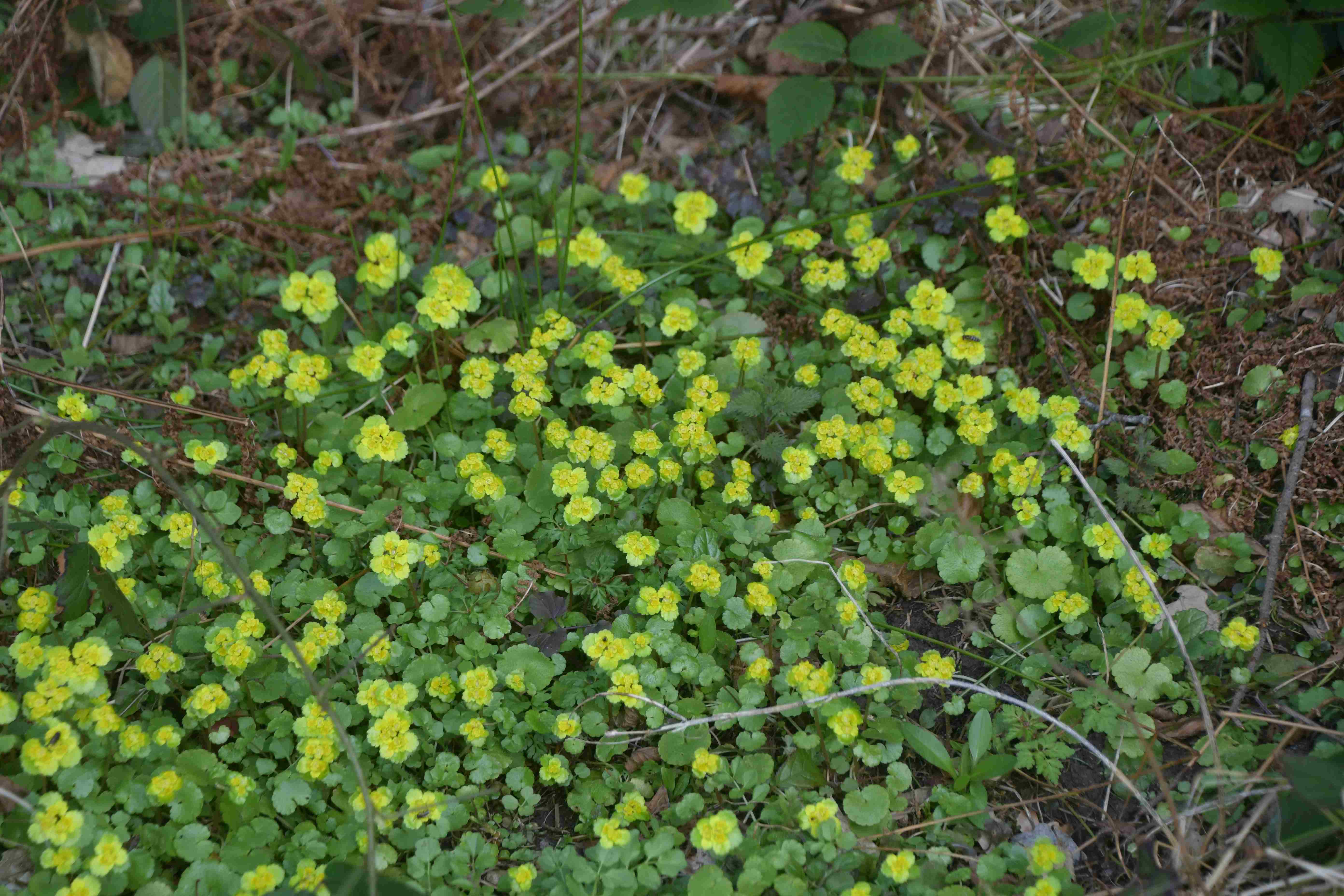 Ranzenbach - 20032026 - (142) - - Chrysosplenium alternifolium-Wechselblatt Milzkraut.JPG
