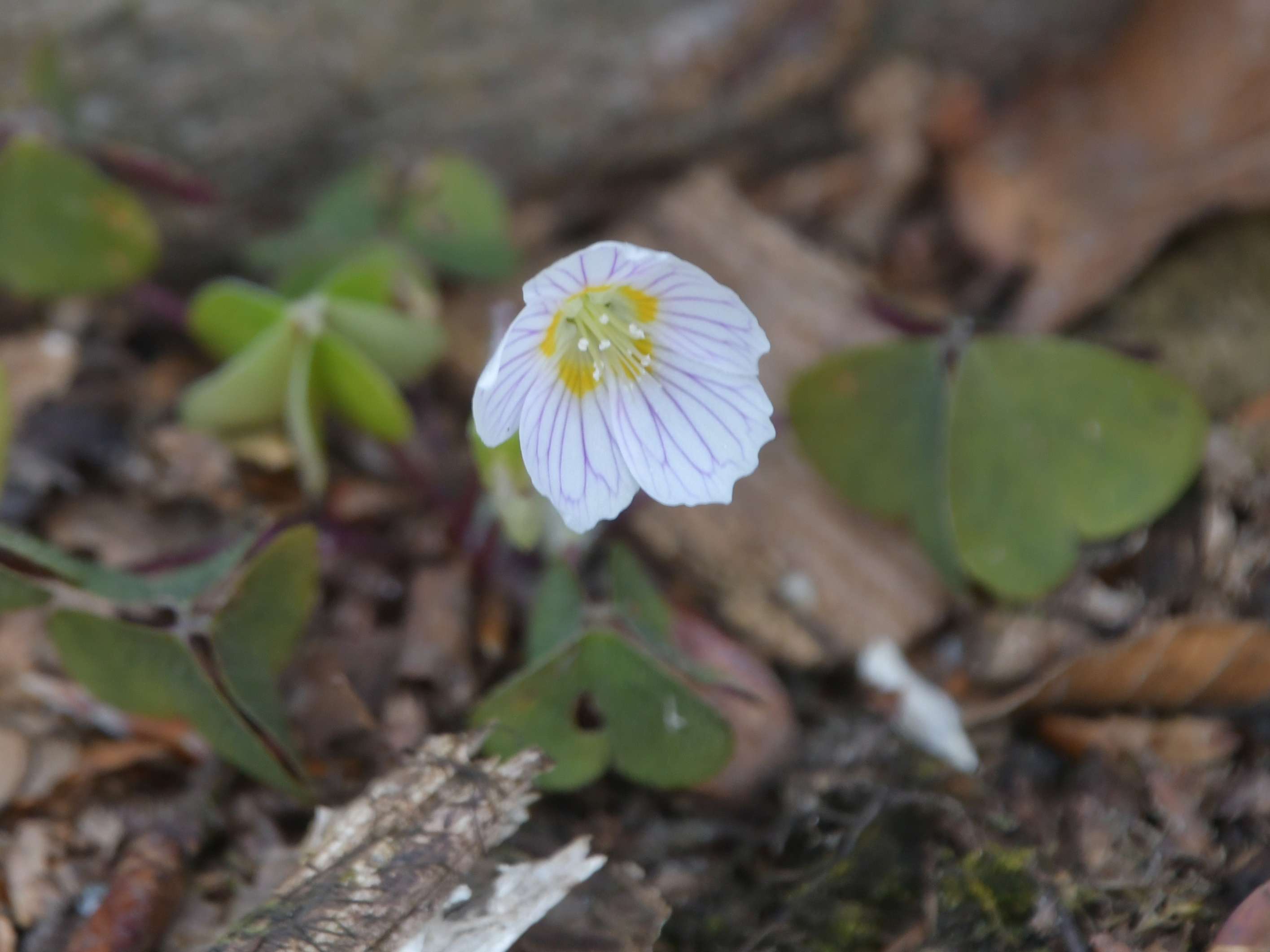 Ranzenbach - 20032026 - (152) -  - Oxalis acetosella - Wald-Sauerklee.JPG