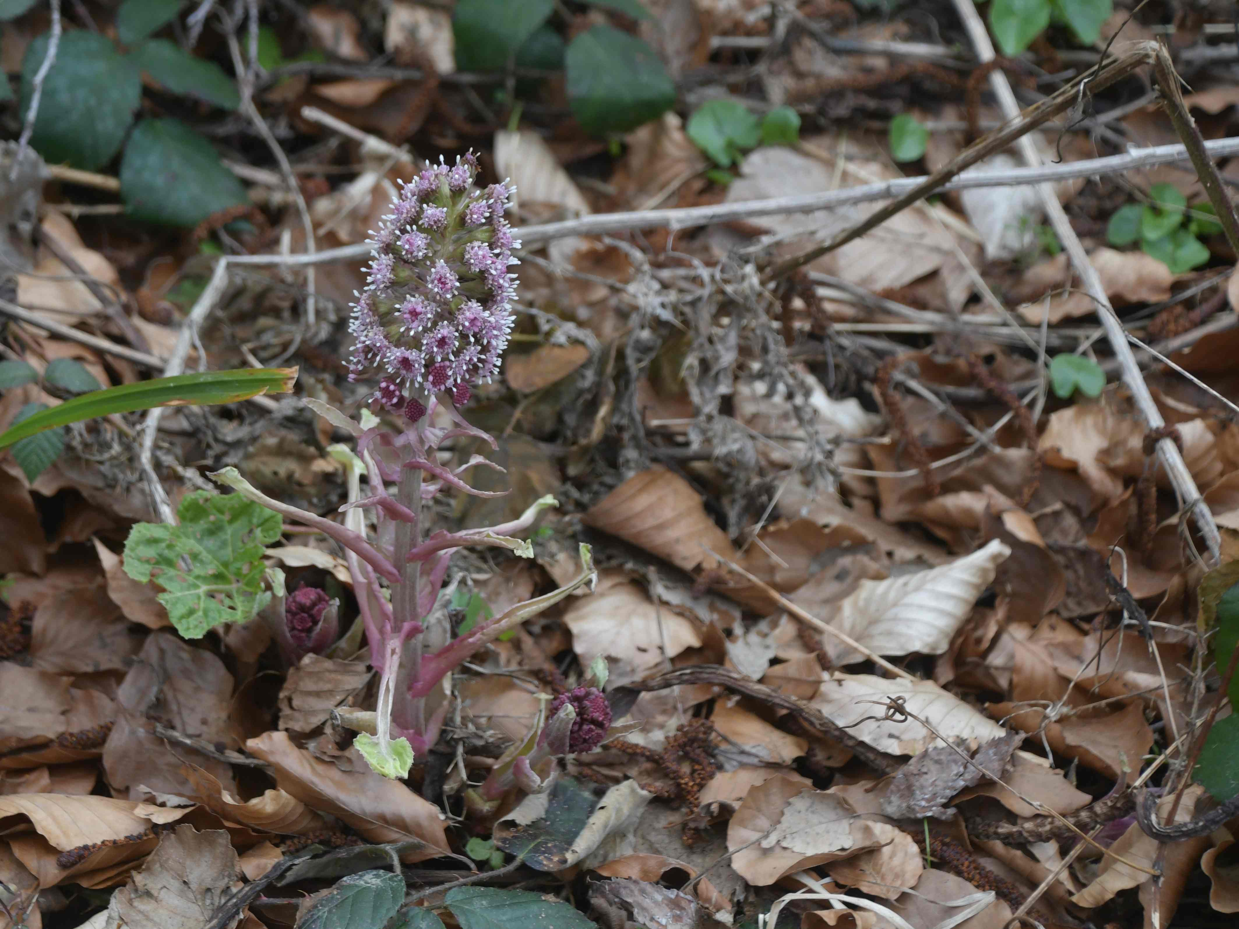 Ranzenbach - 20032026 - (158) - Petasites hybridus - Bach-Pestwurz.JPG