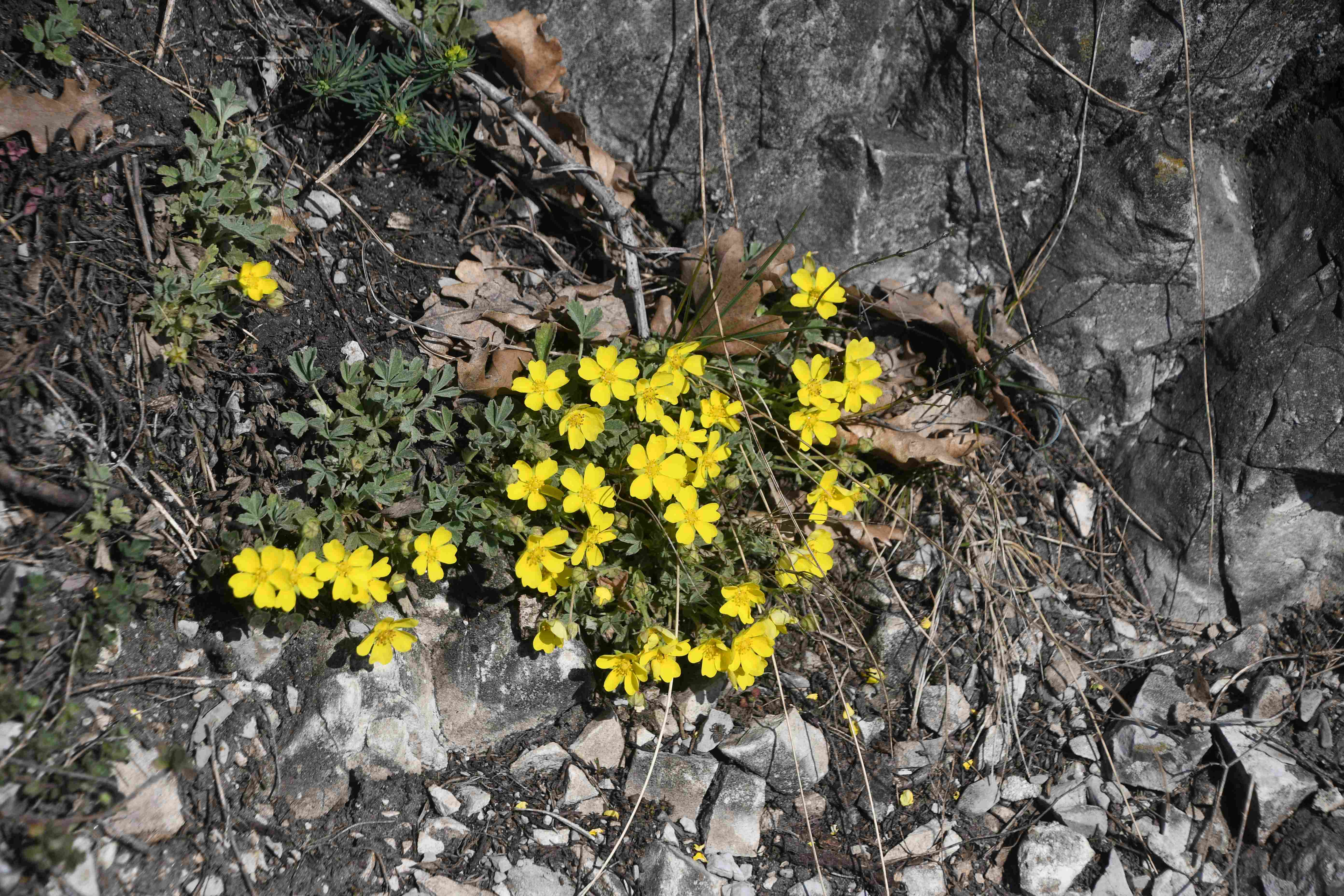 Hainburg - Schlossberg - 19032026 - (170) -  - Potentilla.JPG