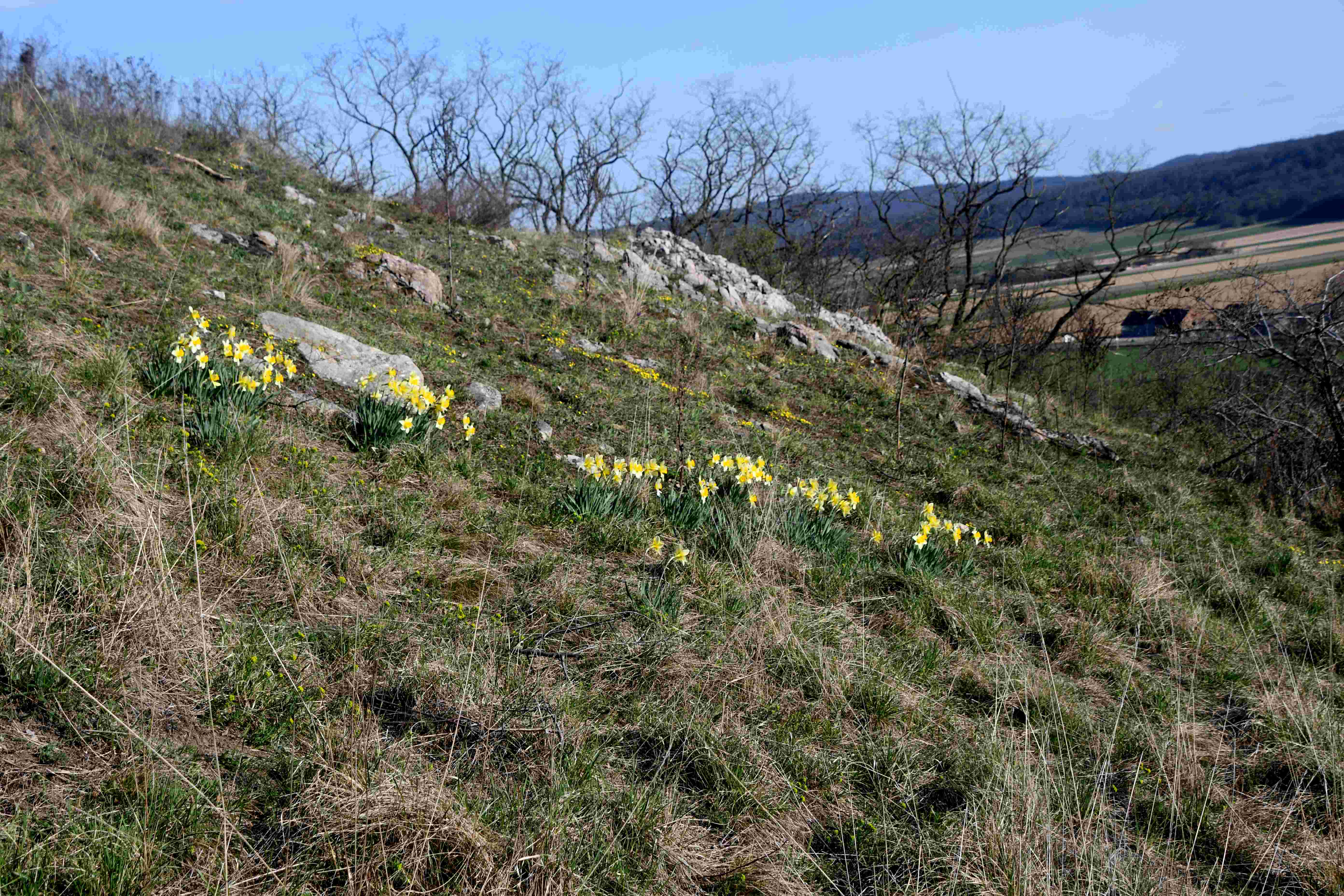 Braunsberg - 19032026 - (28) -  - Narcissus pseudonarcissus - Märzenbecher - angesalbt.JPG