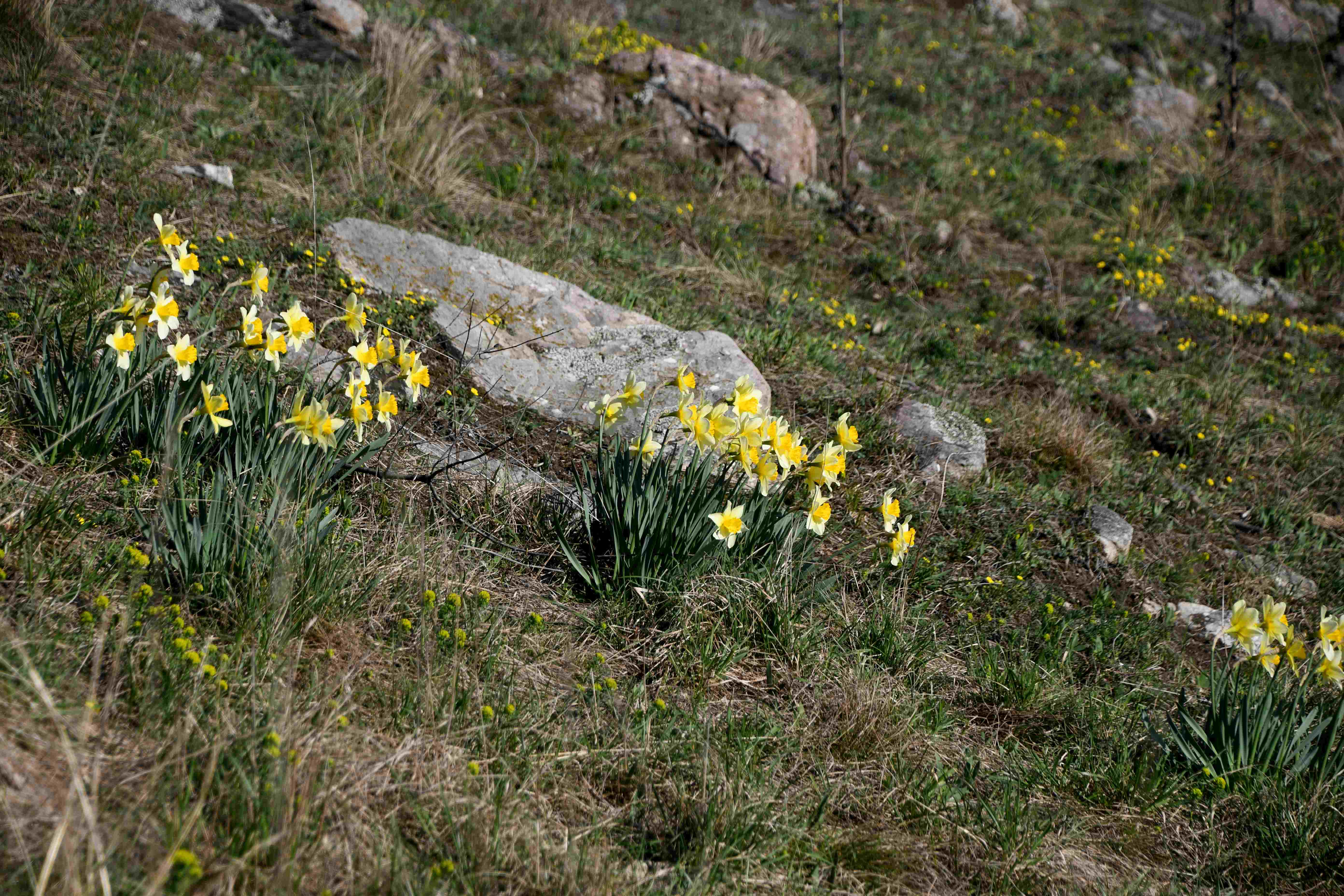 Braunsberg - 19032026 - (29) -  - Narcissus pseudonarcissus - Märzenbecher - angesalbt.JPG