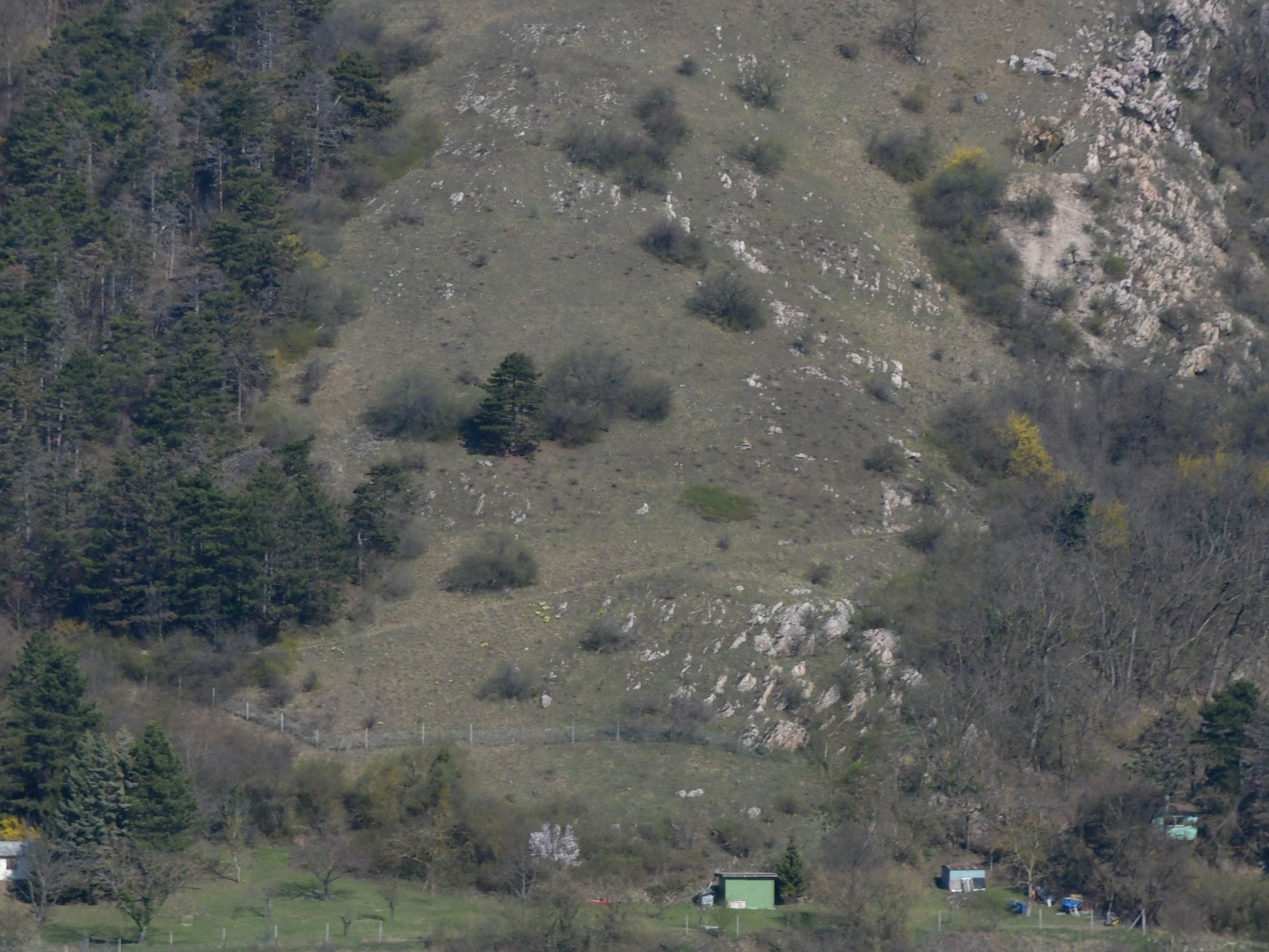 Hainburg - Schlossberg - 19032026 - (217) - Schloss - Blick zum Braunsberg_01.JPG
