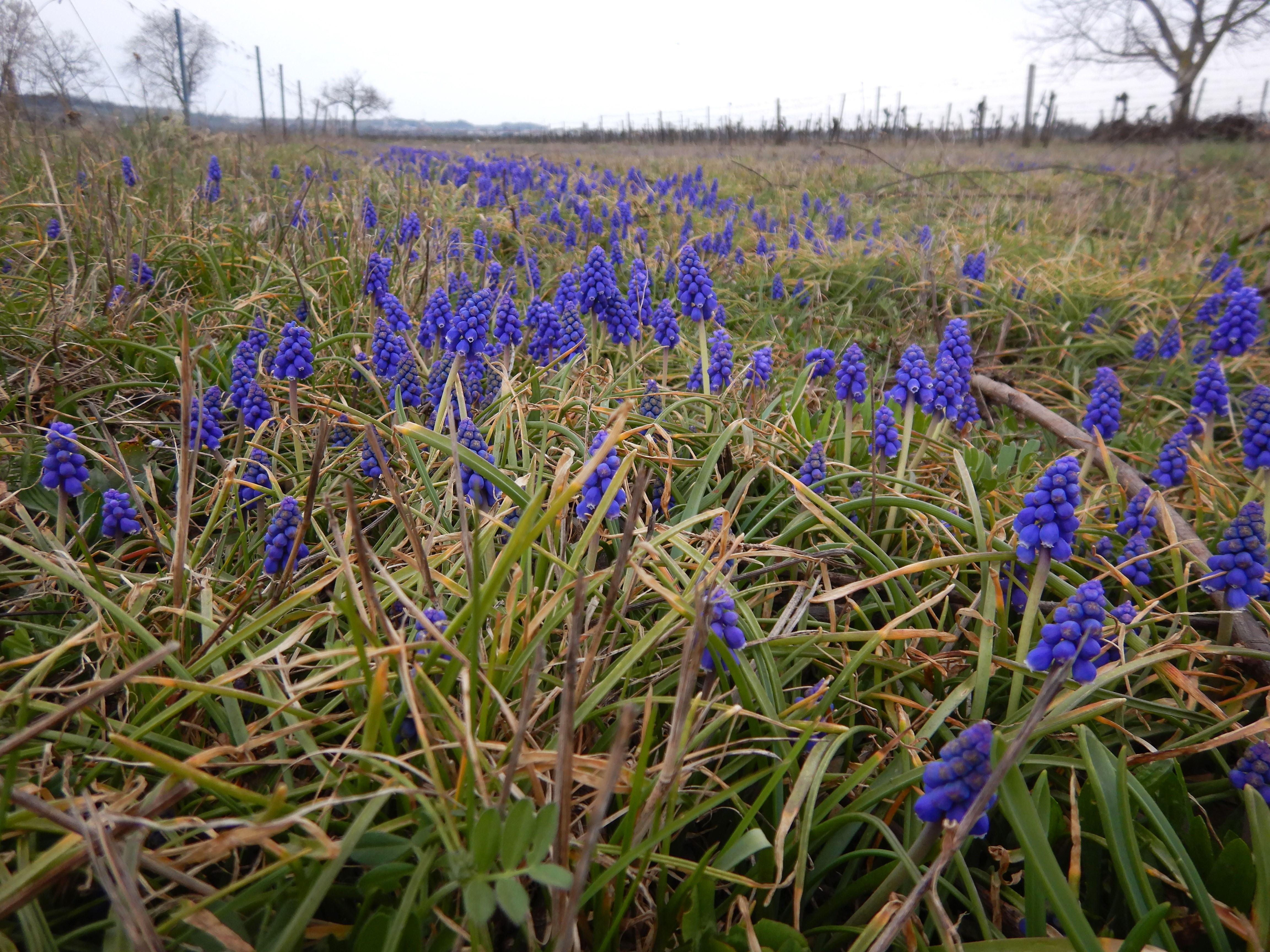 DSCN8187 phäno 2026-03-21 neusiedl muscari armeniacum.jpg