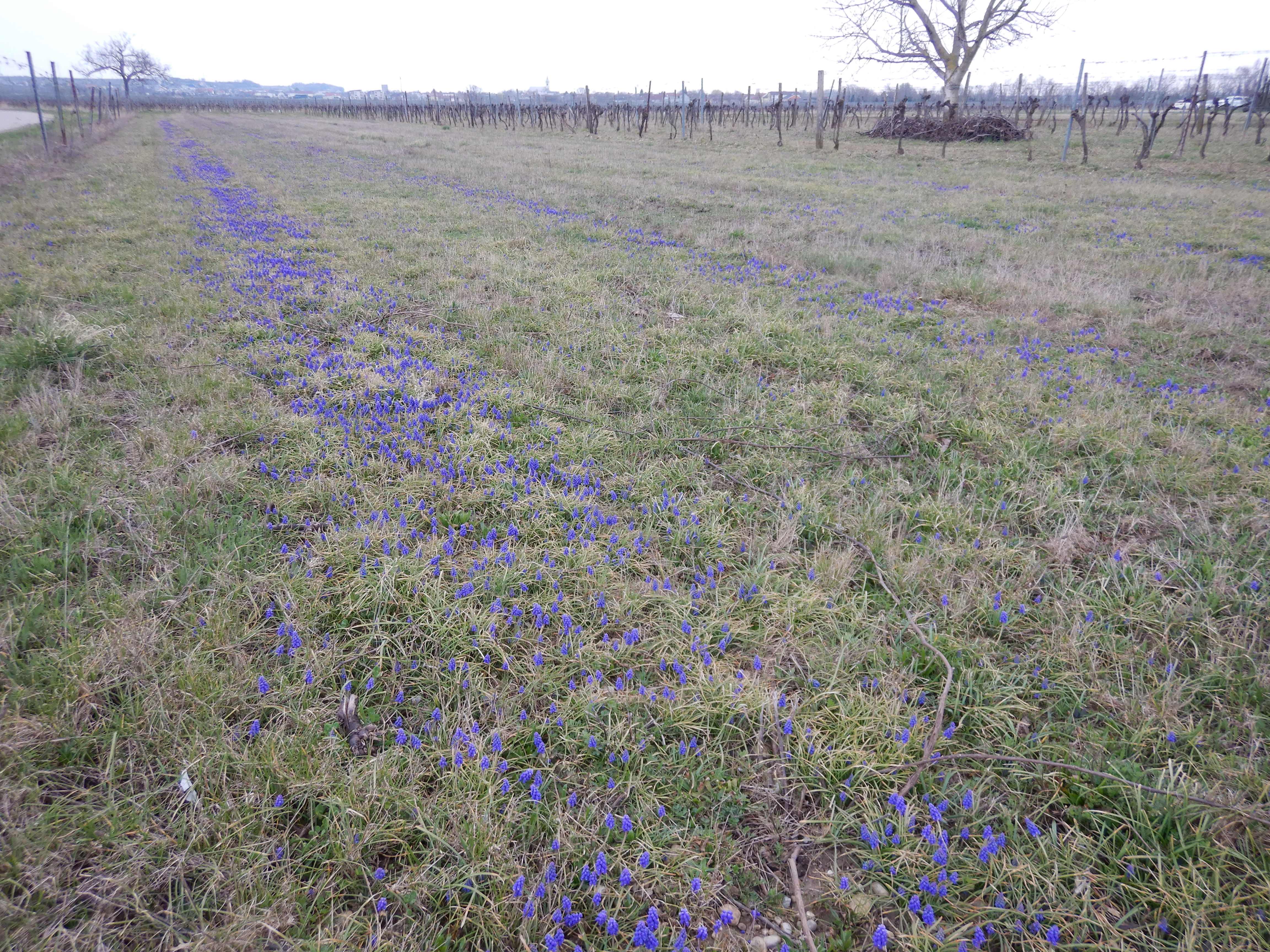 DSCN8191 phäno 2026-03-21 neusiedl muscari armeniacum.jpg
