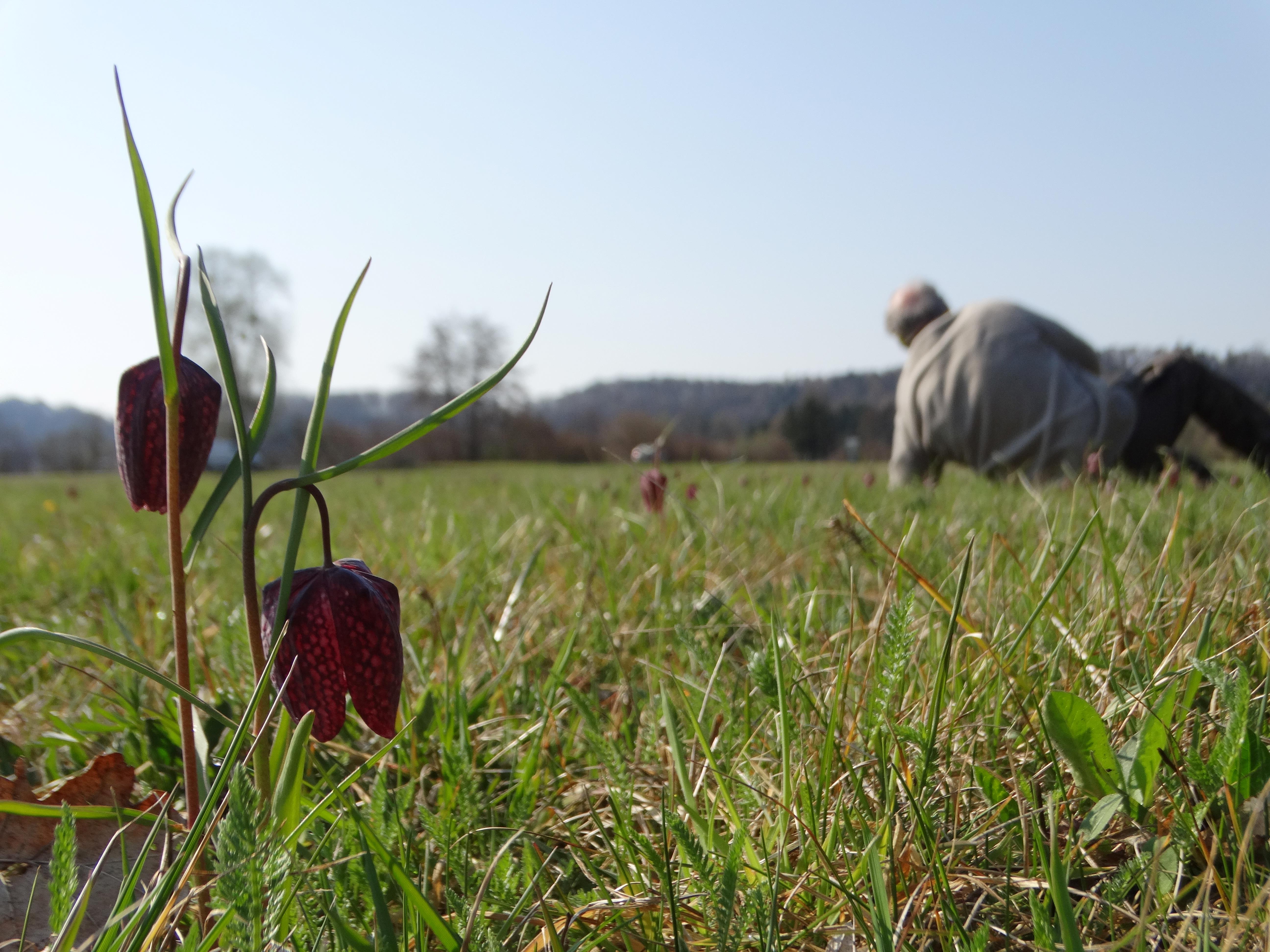DSC08344 phäno 2026-03-24 großsteinbach fritillaria meleagris.jpg