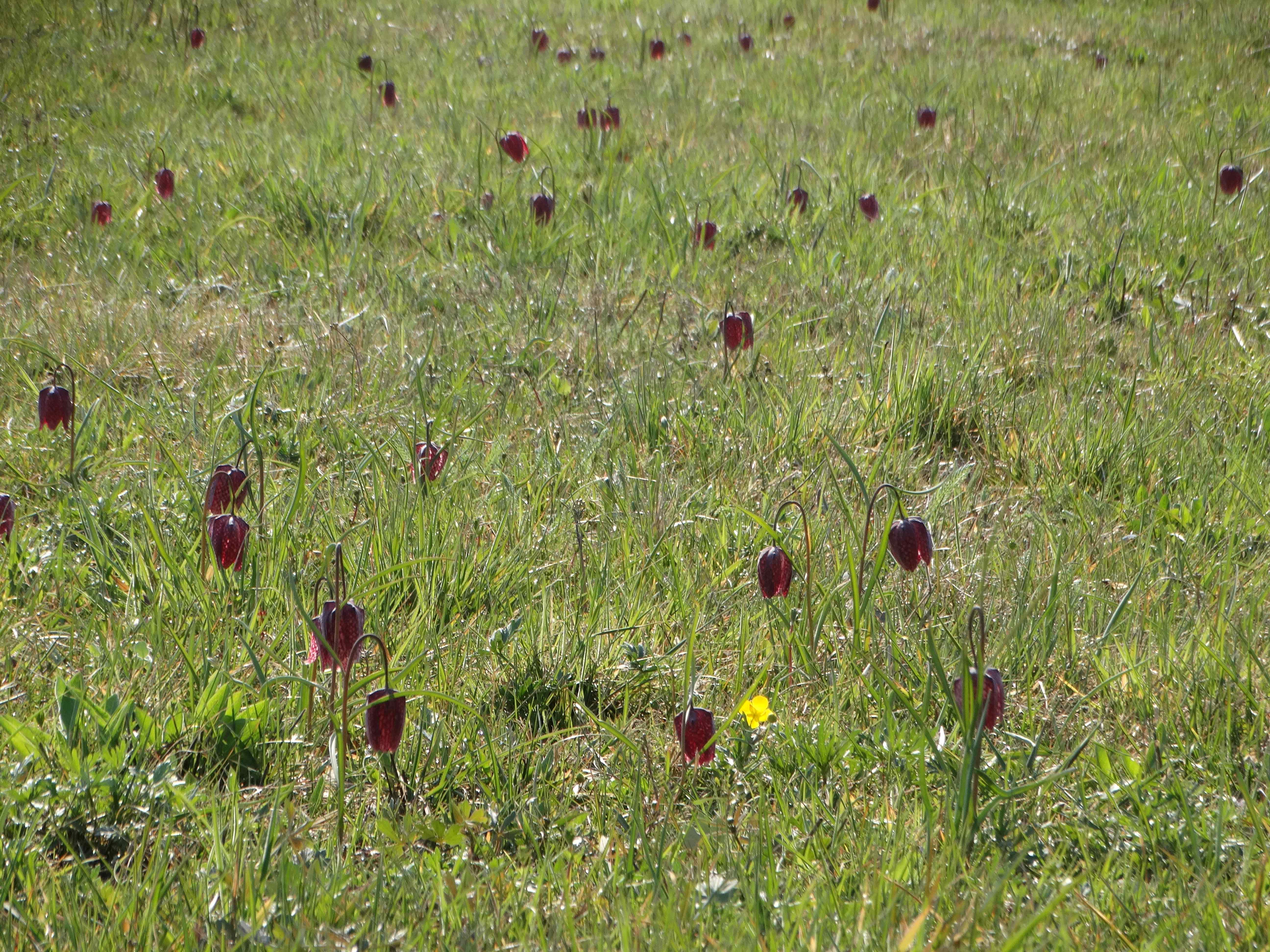 DSC08350 phäno 2026-03-24 großsteinbach fritillaria meleagris.jpg