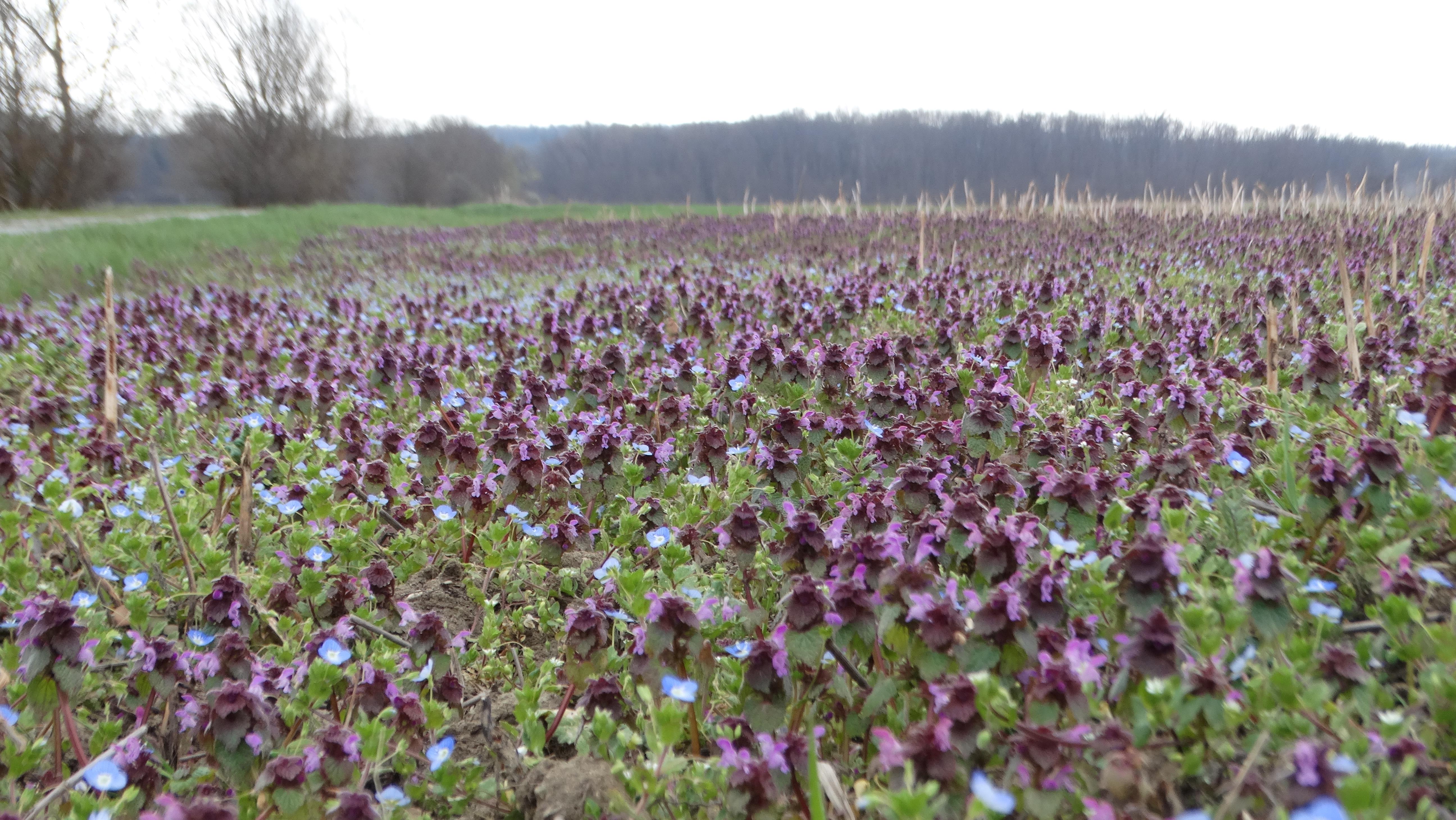 DSC08393 phäno 2026-03-24 hagensdorf lamium purpureum, veronica persica.jpg