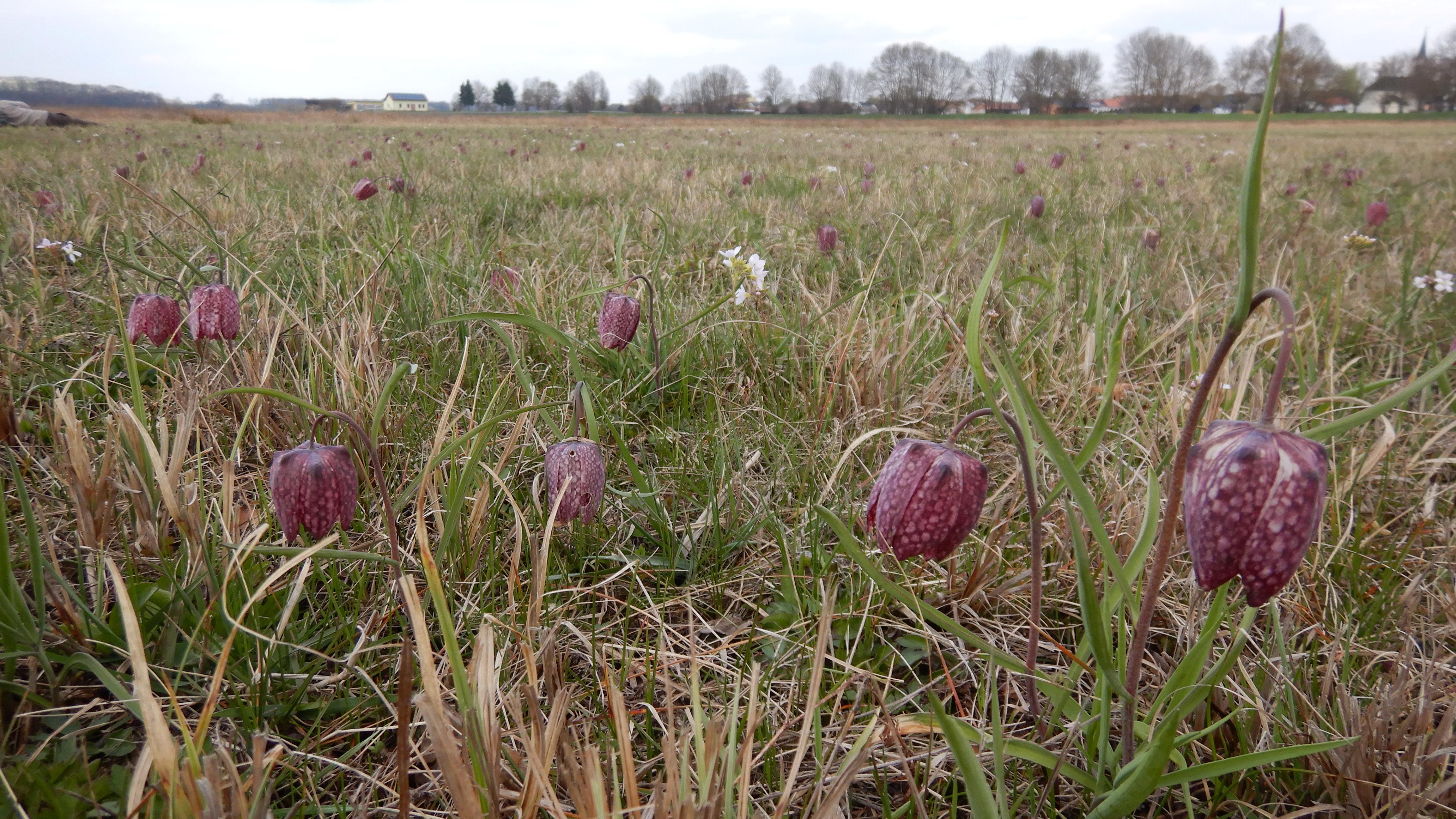 DSCN8443 phäno 2026-03-24 hagensdorf fritillaria meleagris.jpg
