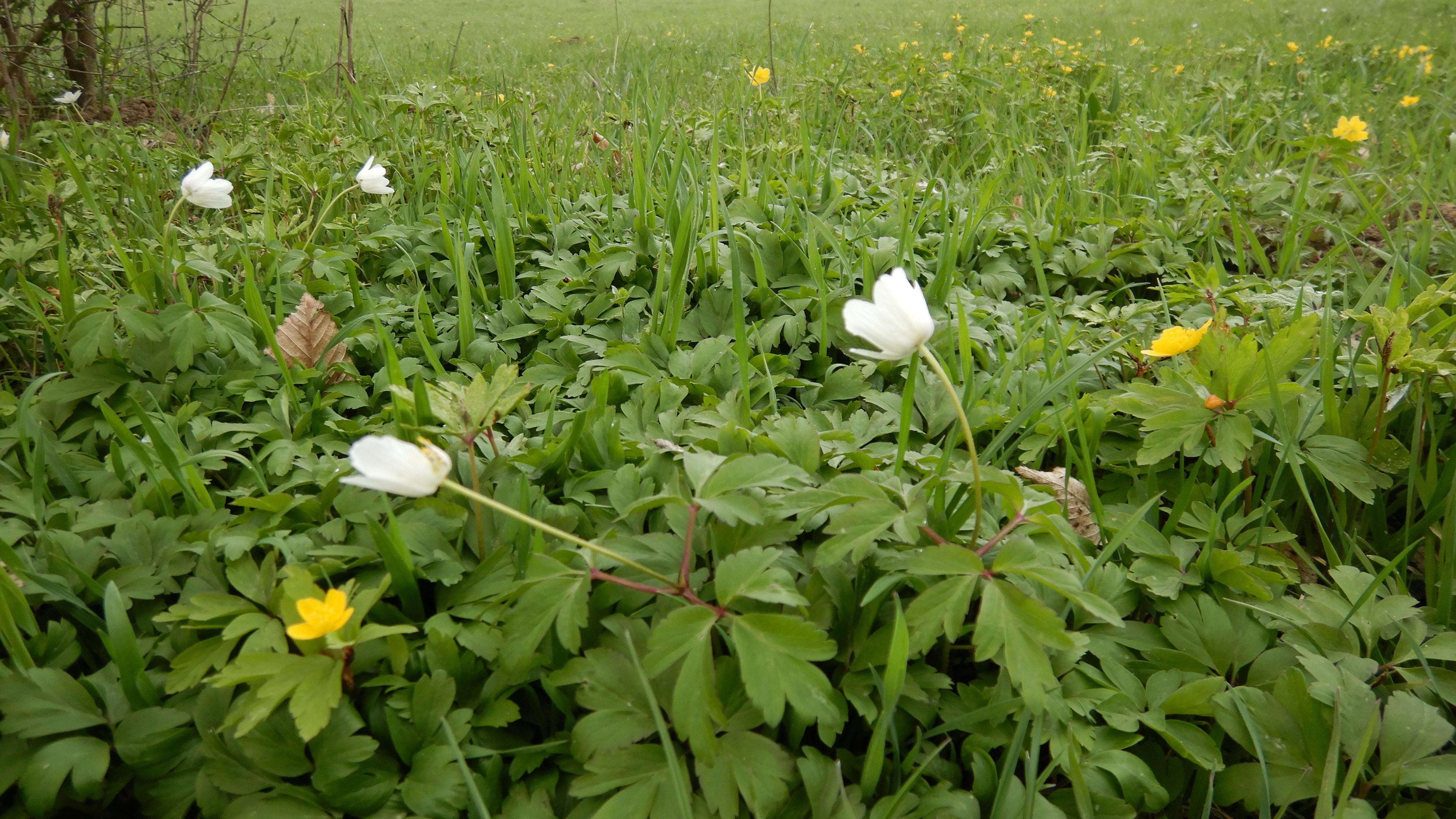 DSCN8529 phäno 2026-03-24 luising anemone nemorosa+ranunculoides.jpg
