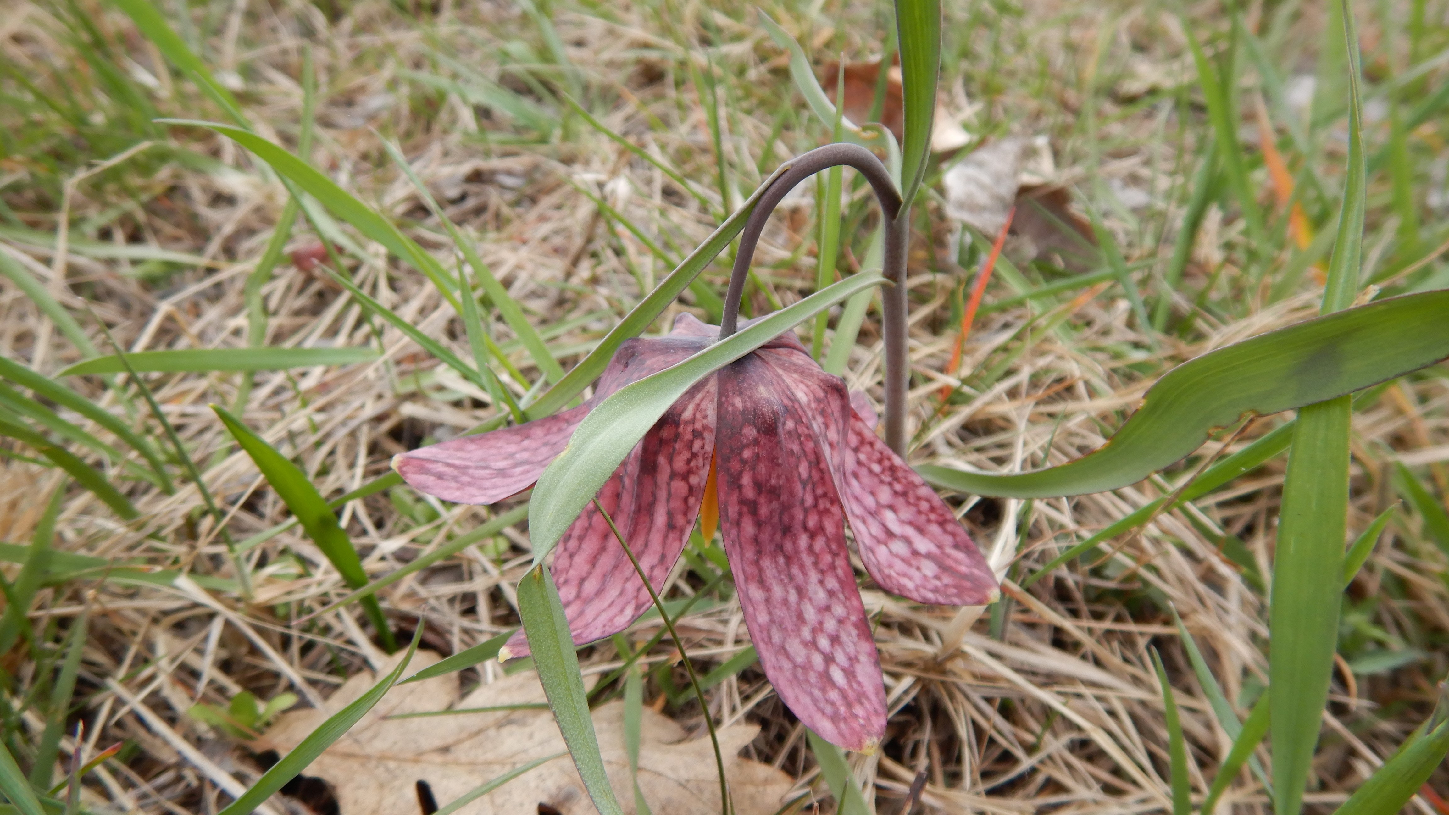 DSCN8545 phäno 2026-03-24 luising fritillaria meleagris.jpg