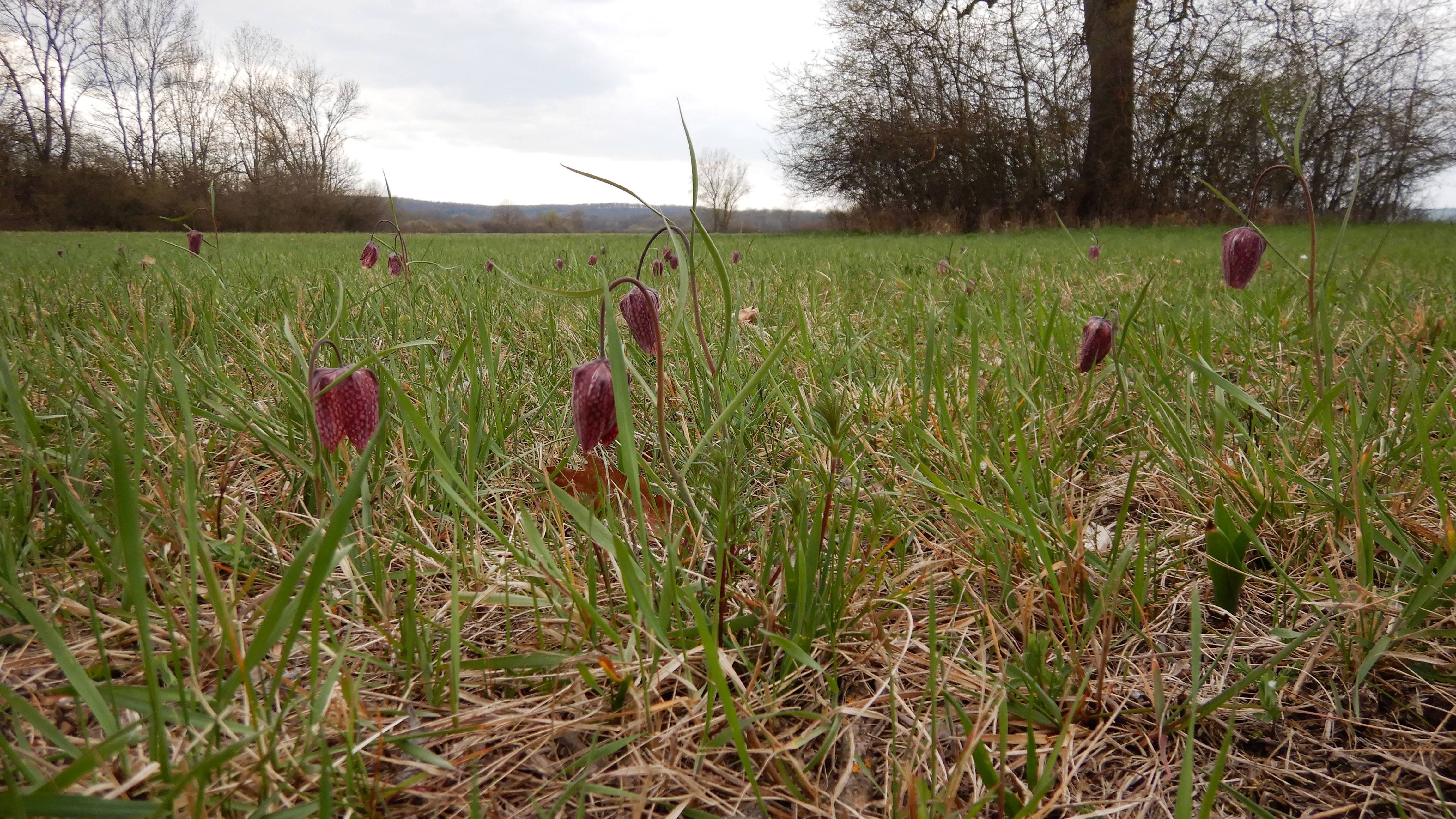 DSCN8546 phäno 2026-03-24 luising fritillaria meleagris.jpg