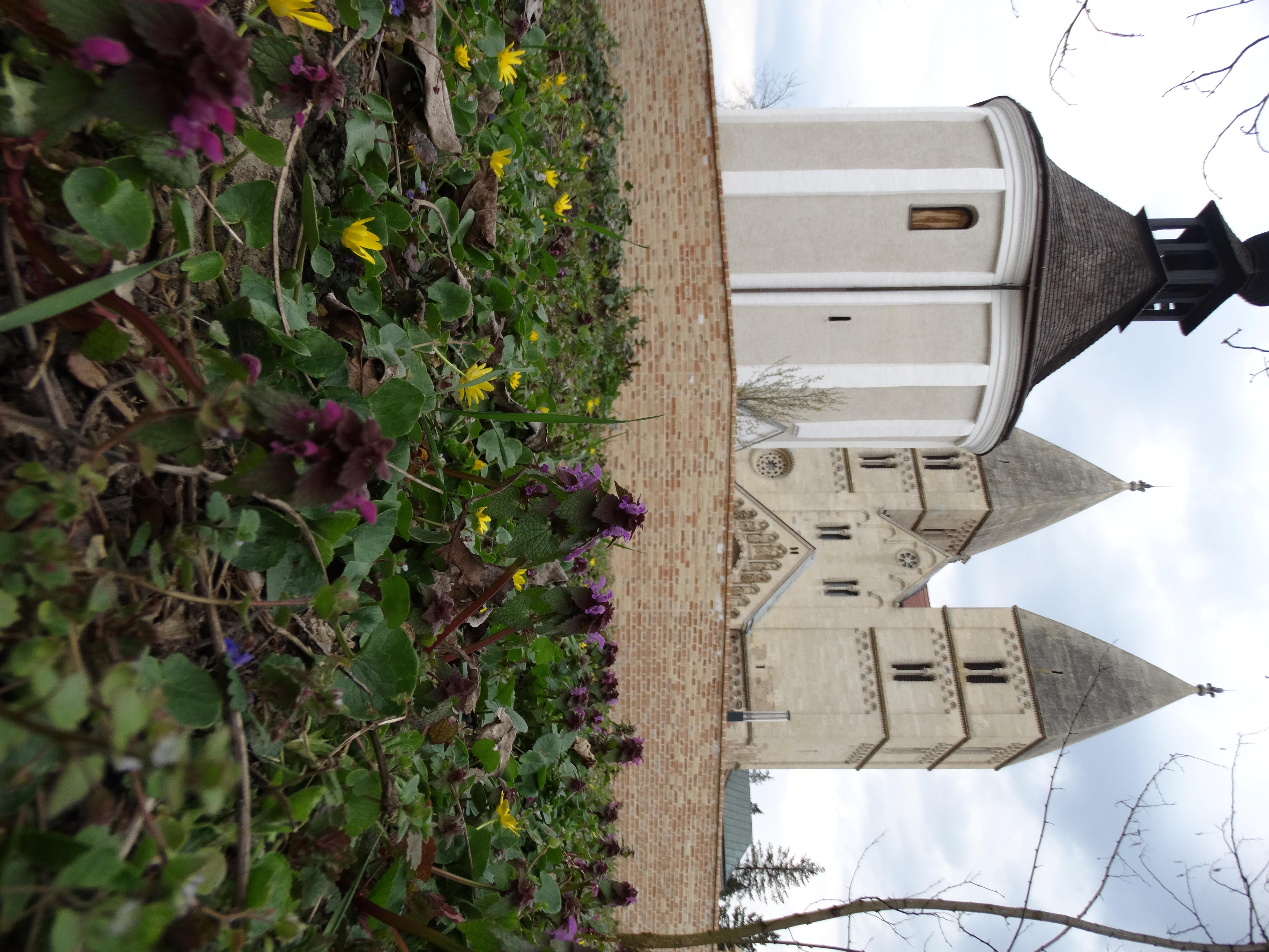 DSC08489 phäno 2026-03-24 jak,HU lamium purpureum, ficaria verna s.l..jpg