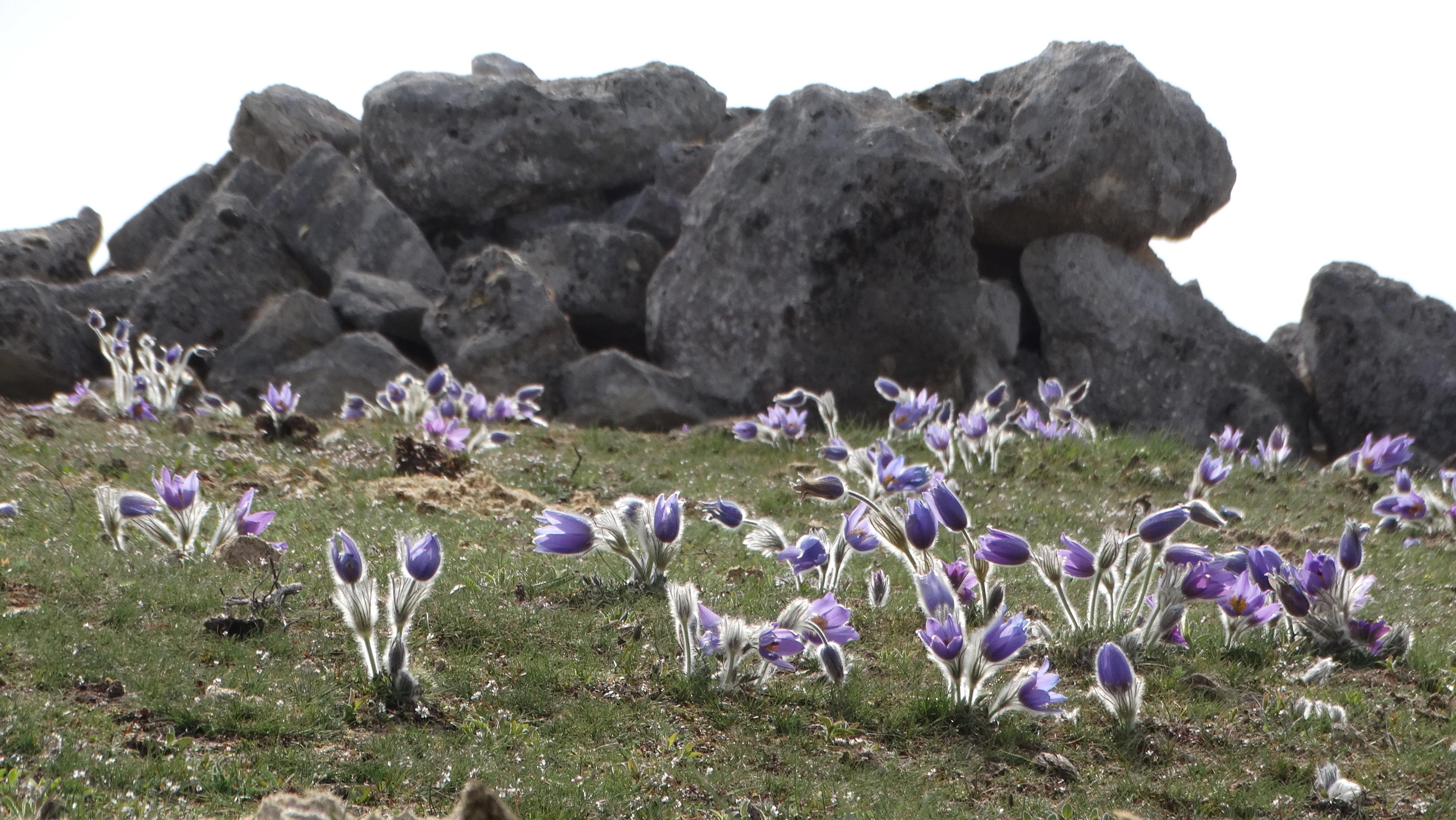 DSC08532 phäno 2026-03-25 raum eggenburg pulsatilla grandis.jpg
