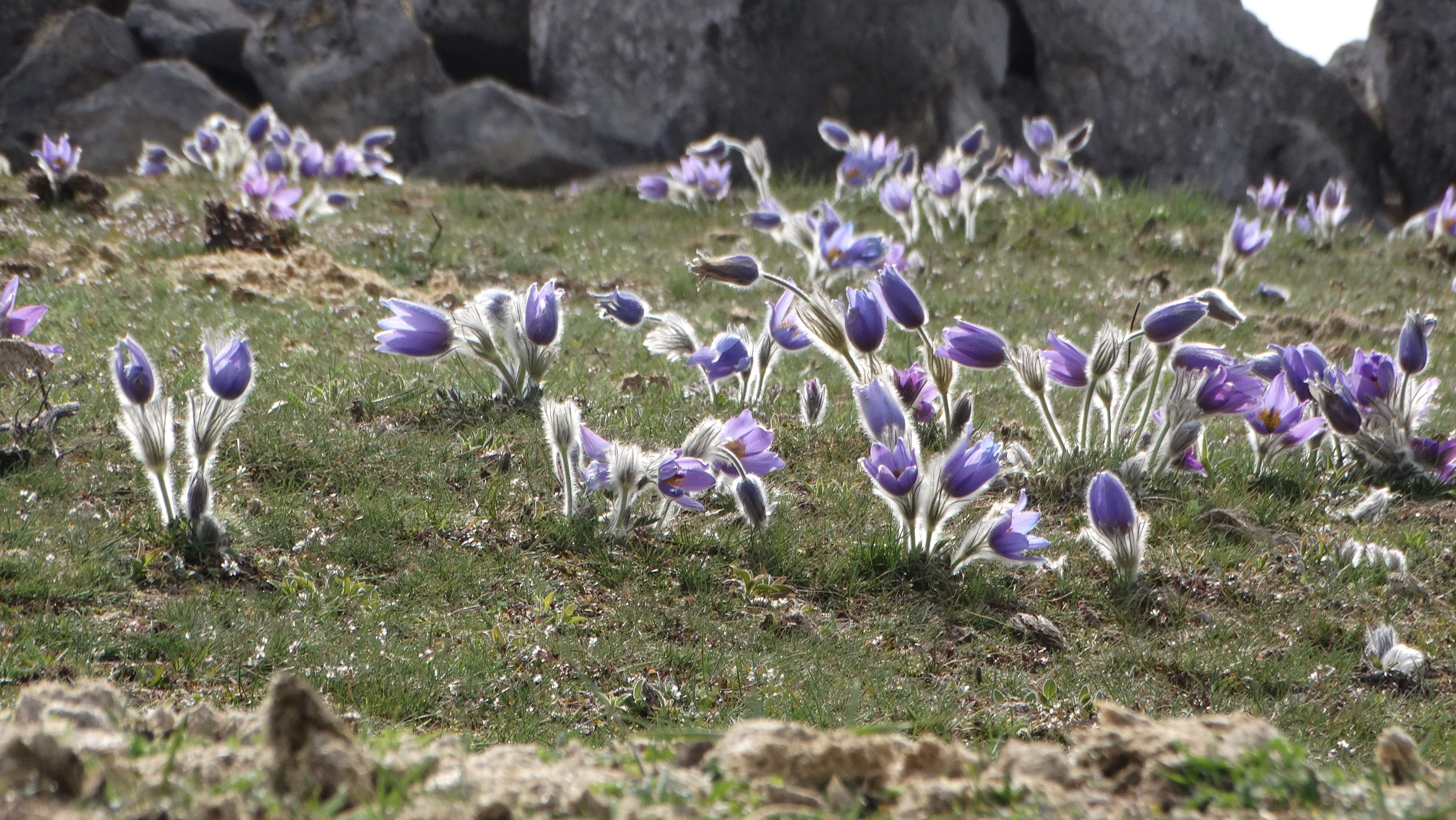 DSC08540 phäno 2026-03-25 raum eggenburg pulsatilla grandis.jpg