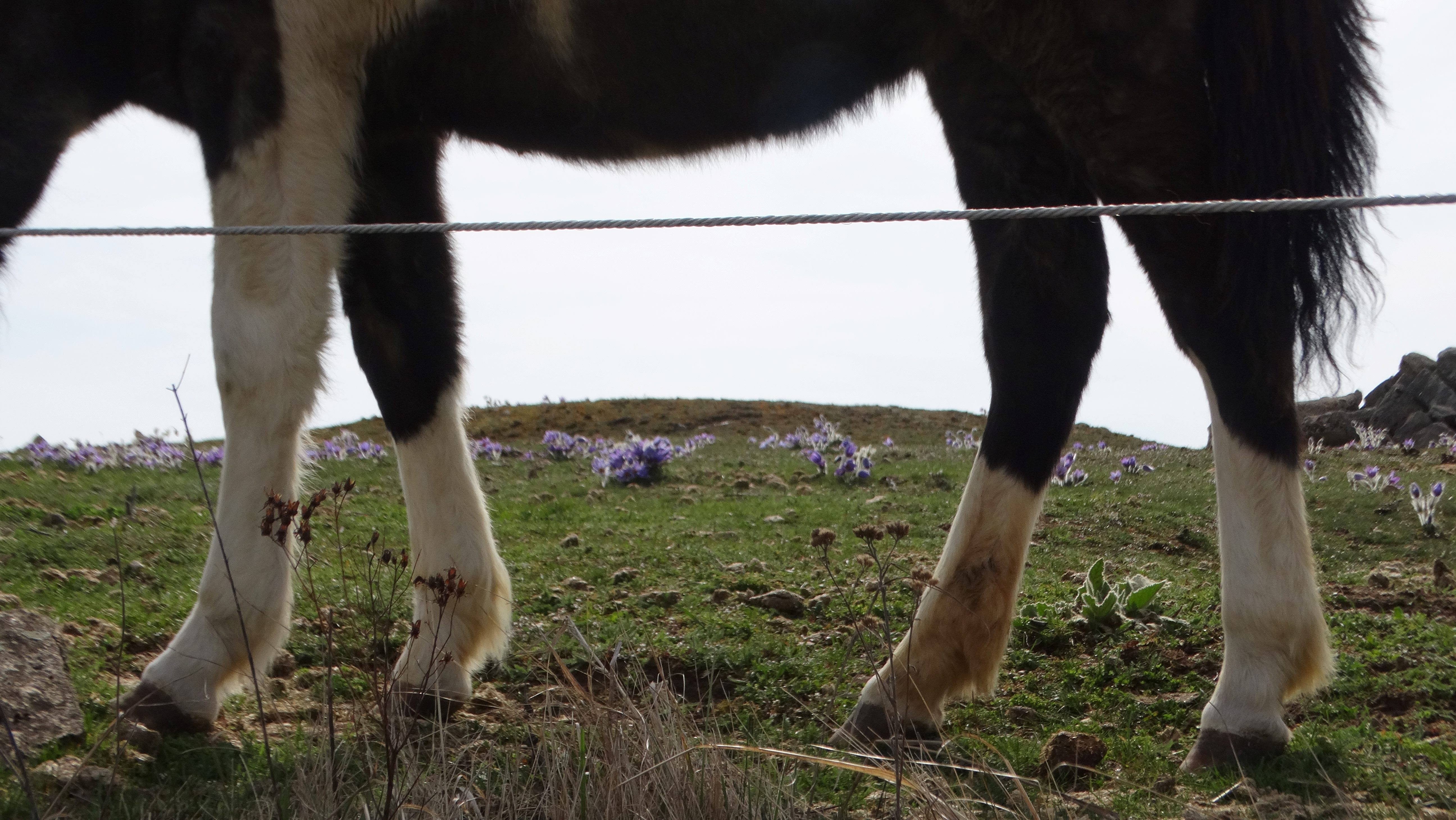 DSC08543 phäno 2026-03-25 raum eggenburg pulsatilla grandis.jpg