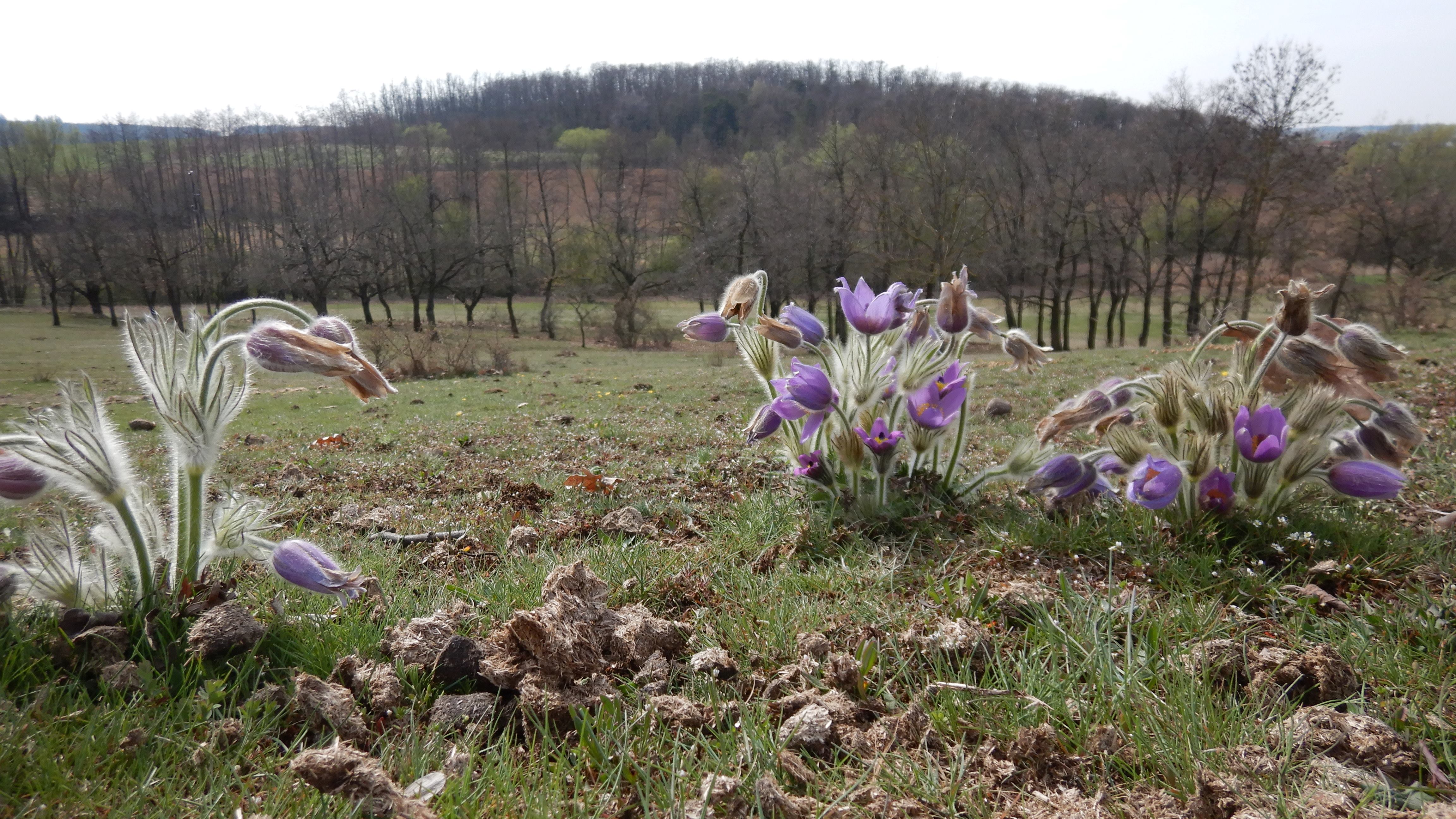 DSCN9025 phäno 2026-03-25 raum eggenburg pulsatilla grandis.jpg