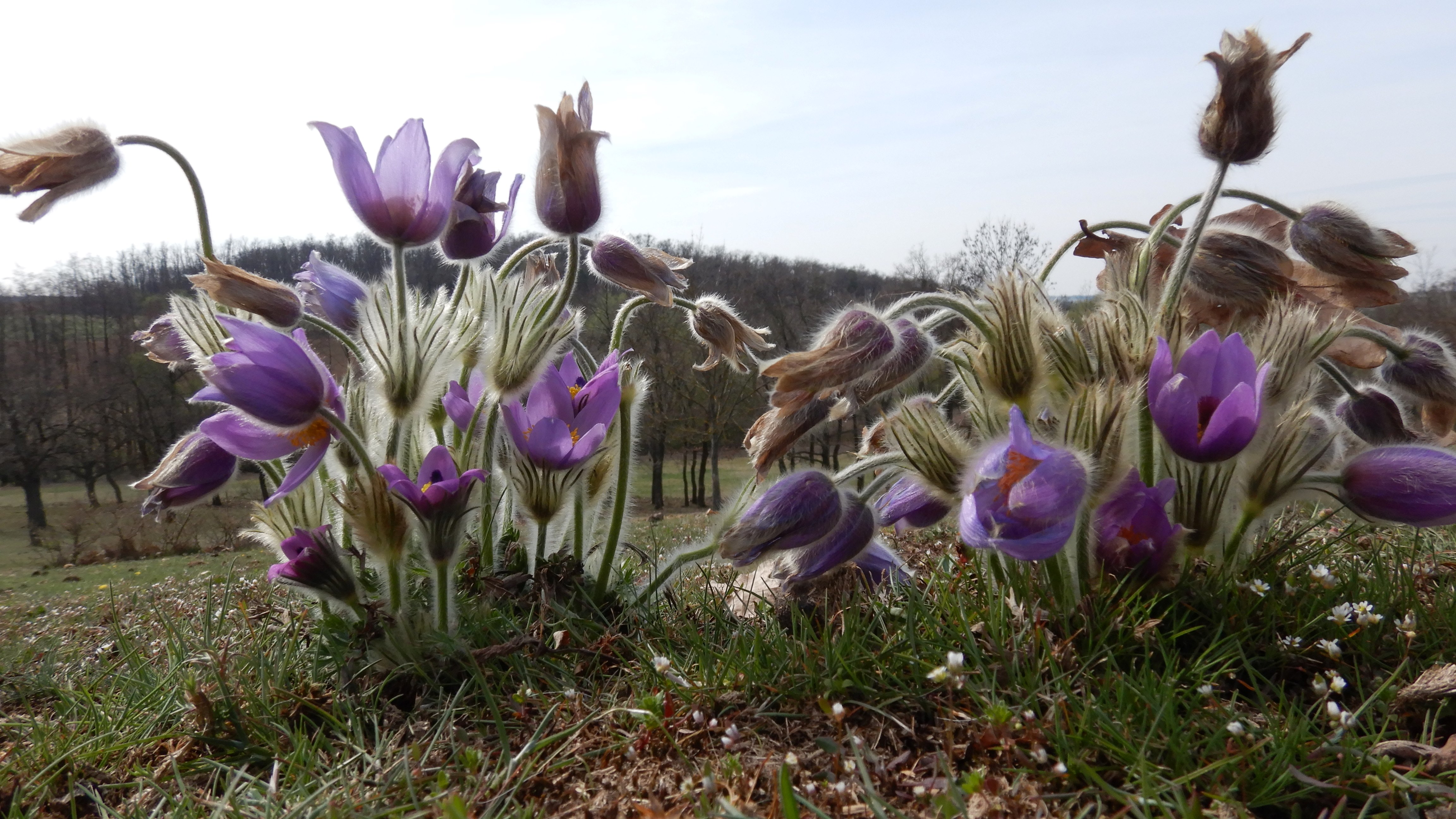 DSCN9027 phäno 2026-03-25 raum eggenburg pulsatilla grandis.jpg