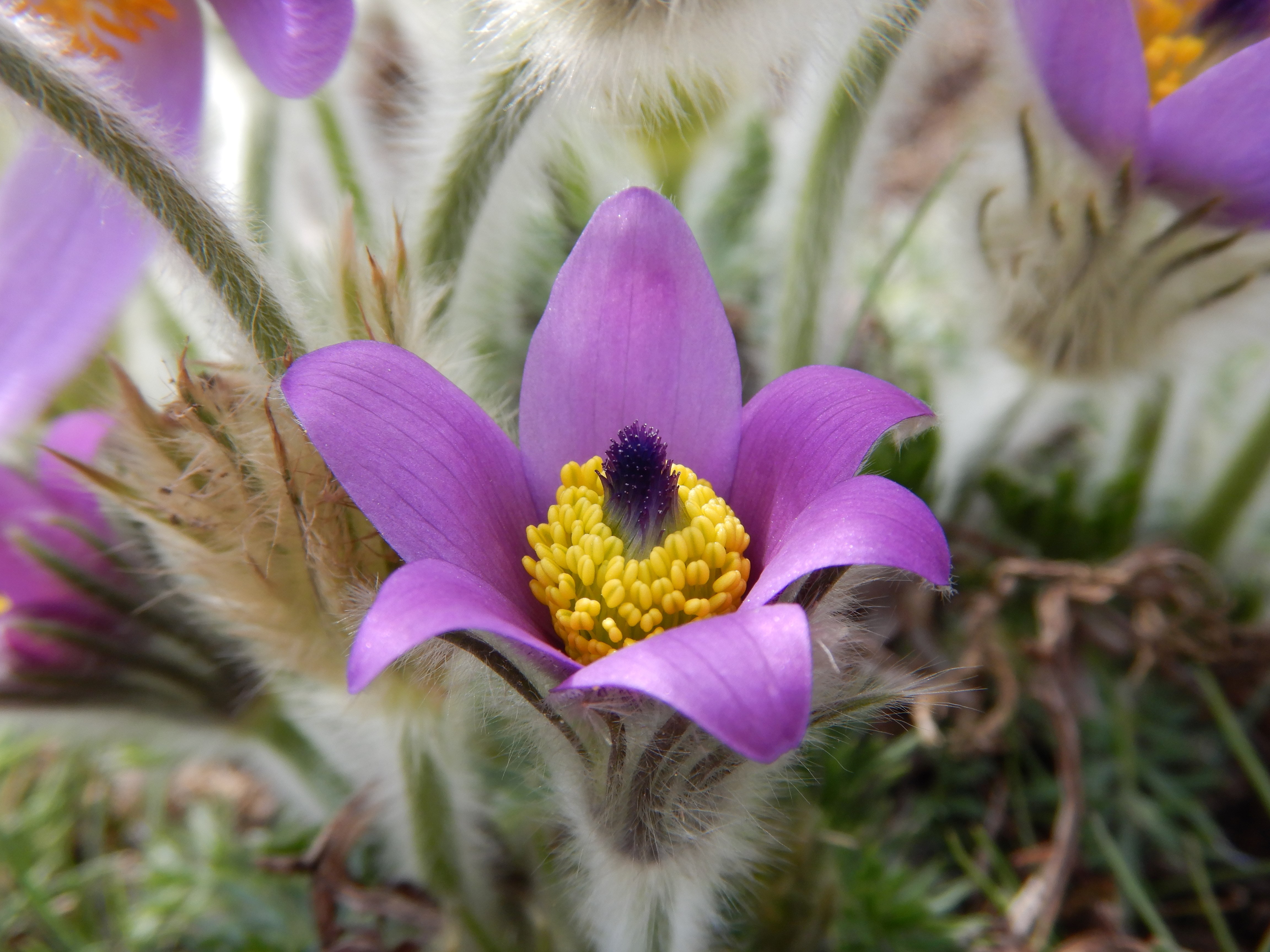 DSCN9030 phäno 2026-03-25 raum eggenburg pulsatilla grandis.jpg