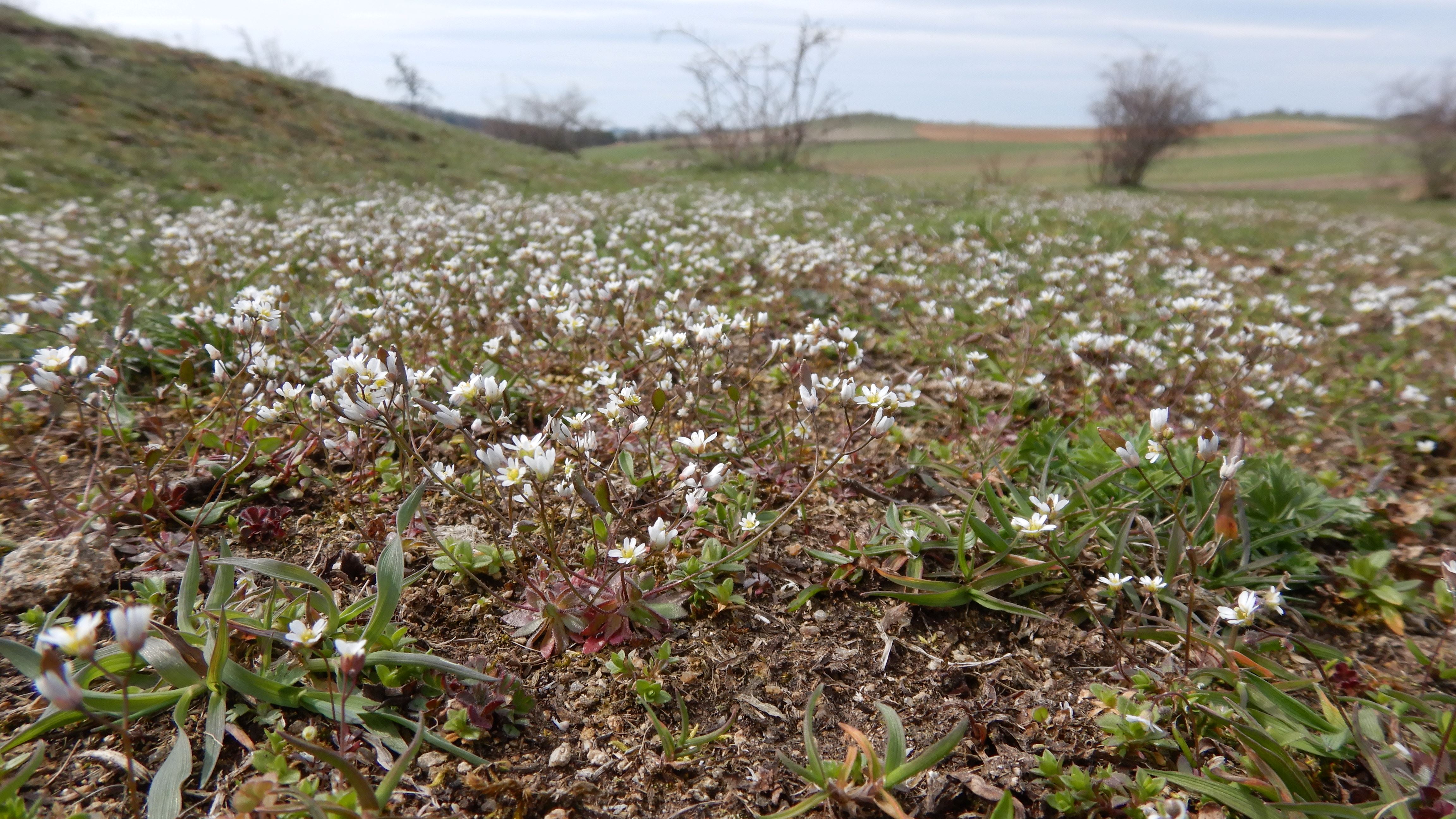 DSCN9135 phäno 2026-03-25 raum eggenburg draba verna agg.jpg