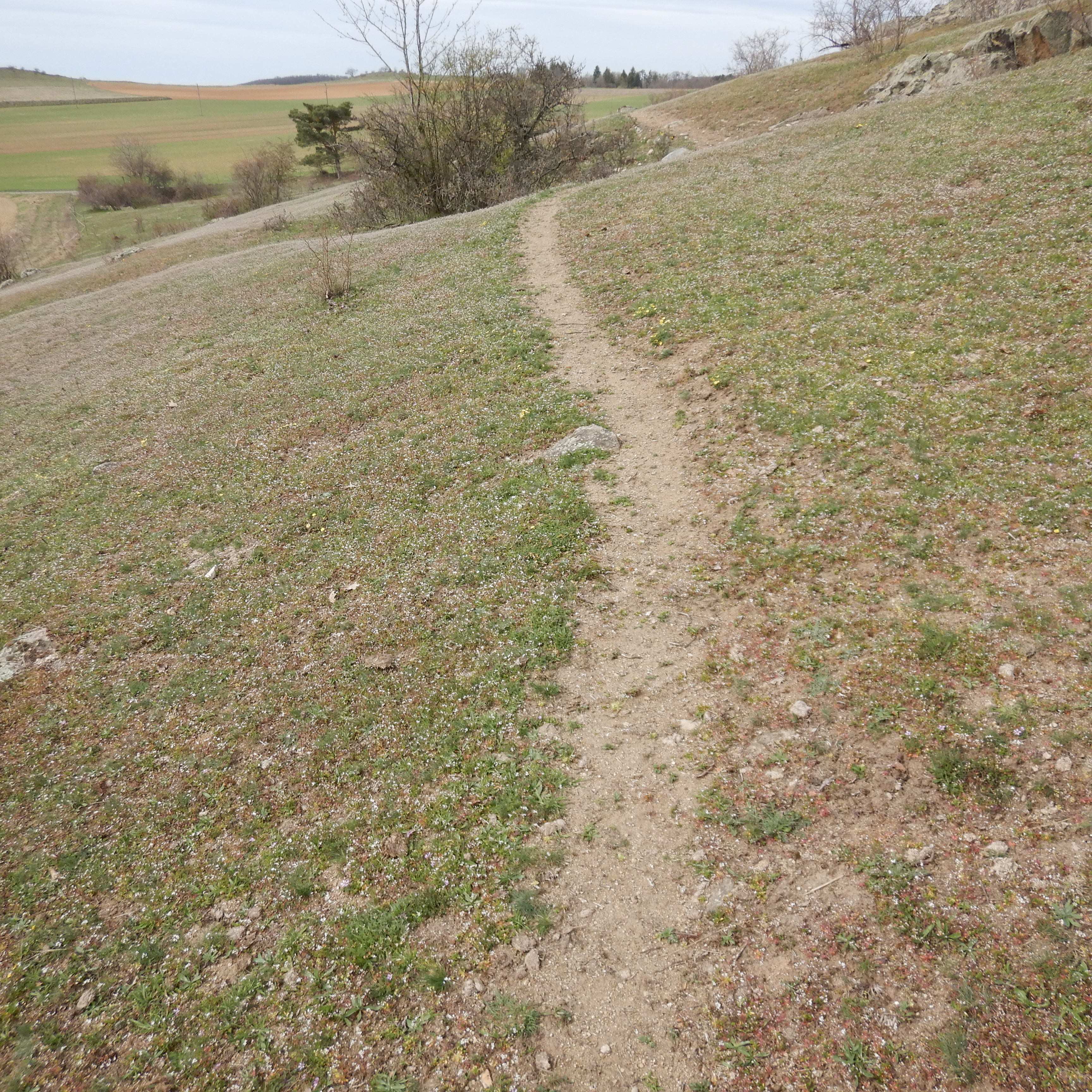 DSCN9168 phäno 2026-03-25 raum eggenburg draba verna agg.jpg