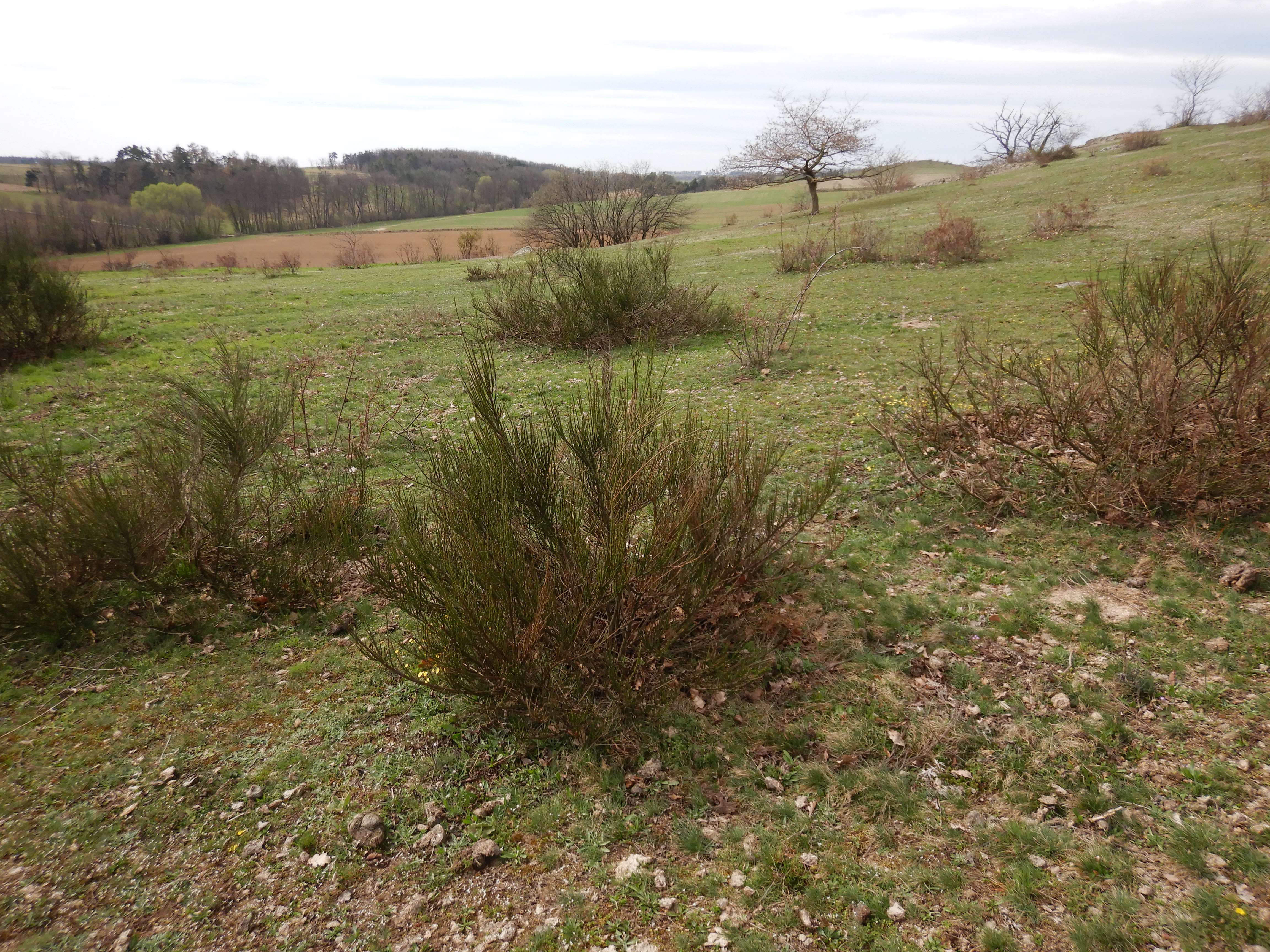 DSCN9176 phäno 2026-03-25 raum eggenburg cytisus scoparius.jpg