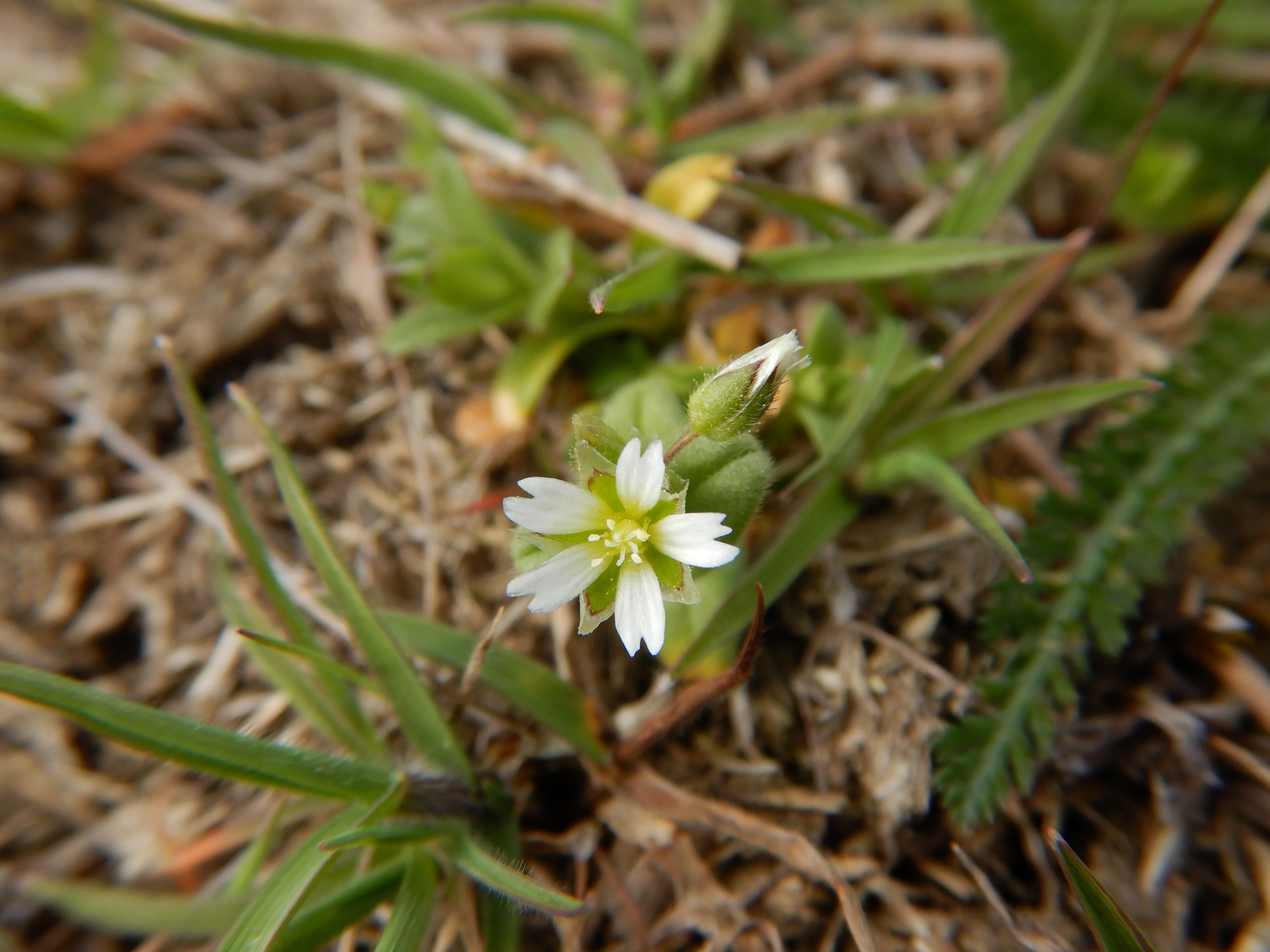 DSCN9206 phäno 2026-03-25 raum eggenburg cerastium semidecandrum.jpg