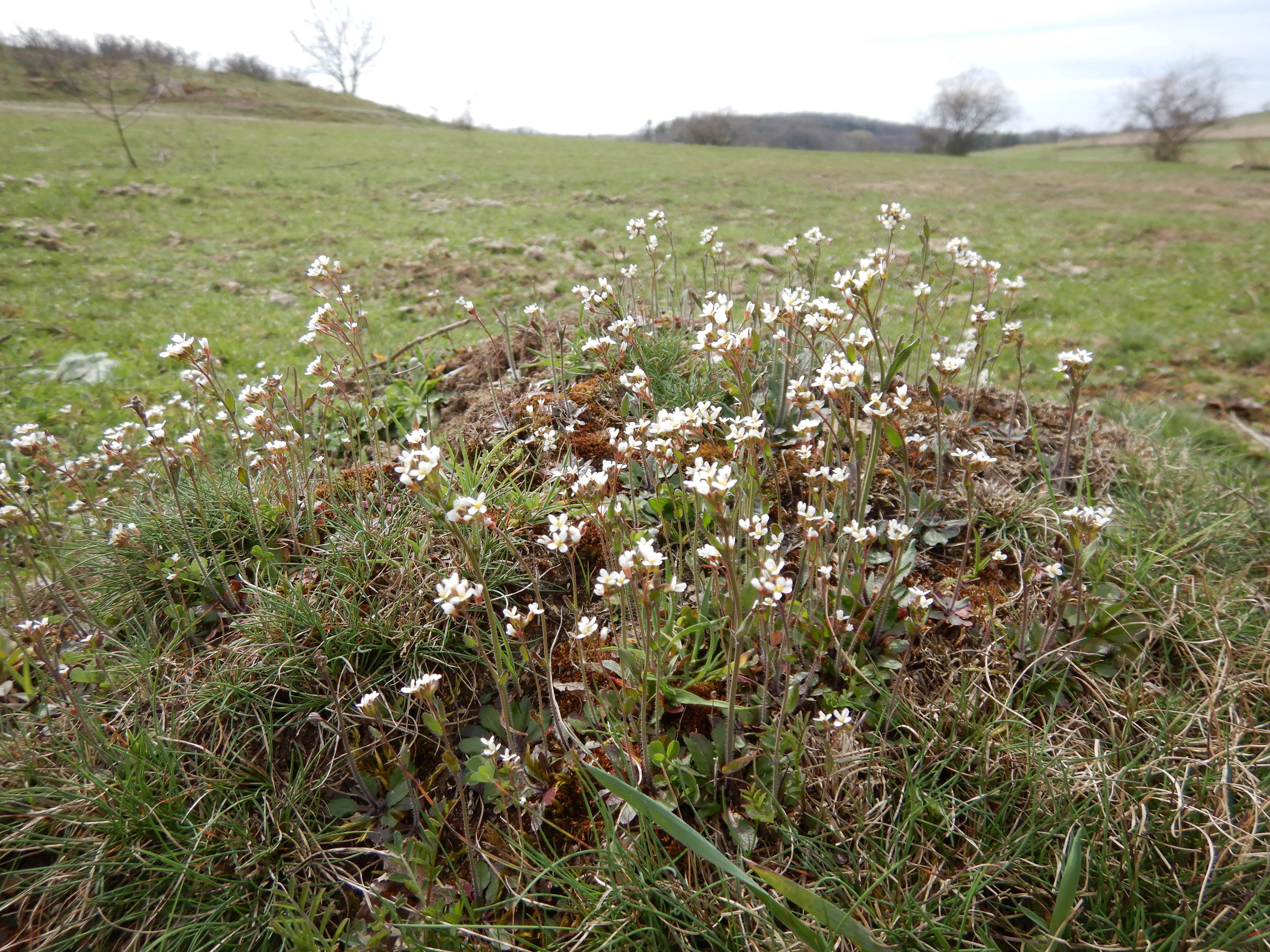 DSCN9229 phäno 2026-03-25 raum eggenburg arabidopsis thaliana.jpg