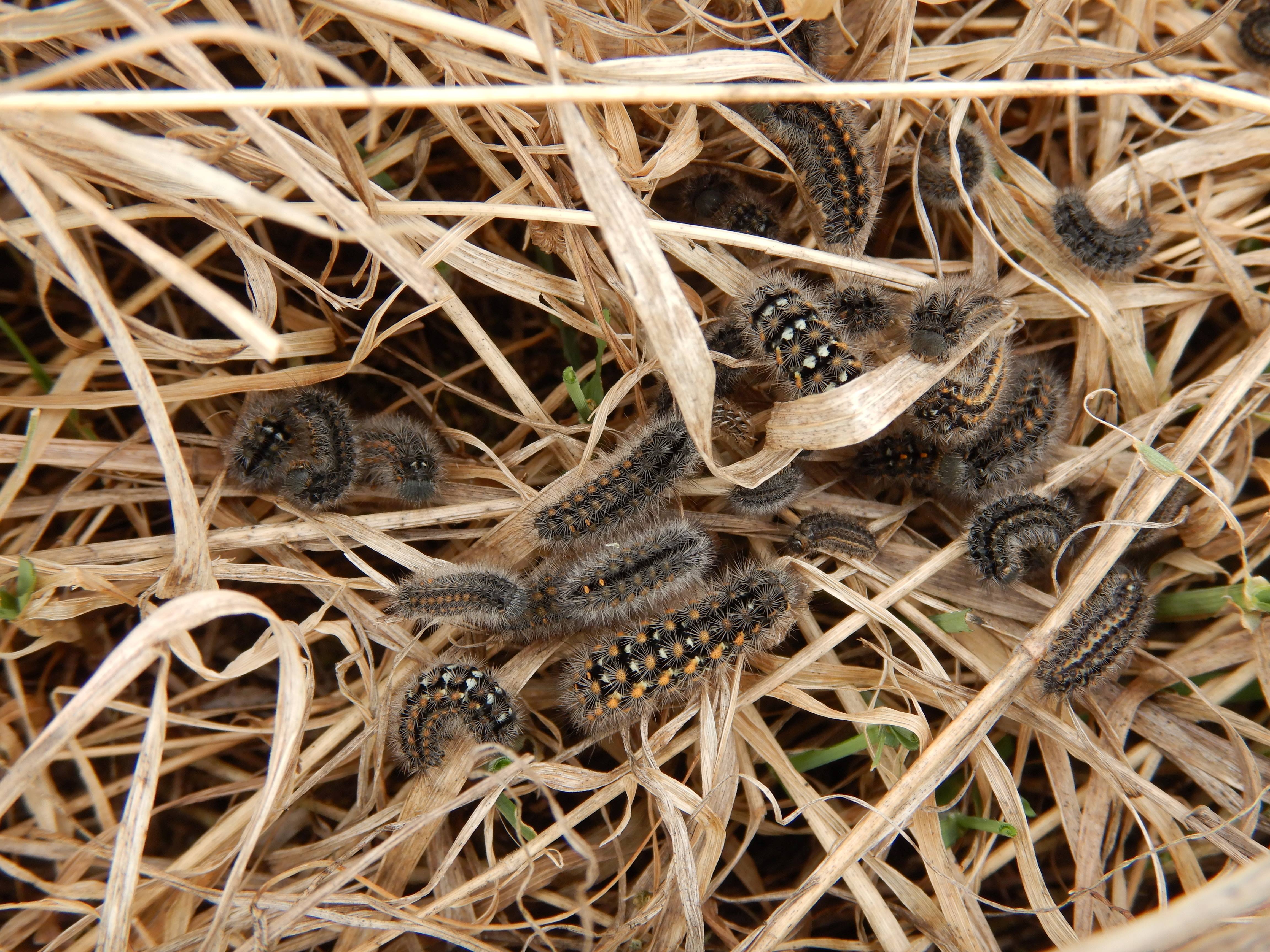 DSCN9257 phäno 2026-03-25 raum eggenburg raupen.jpg