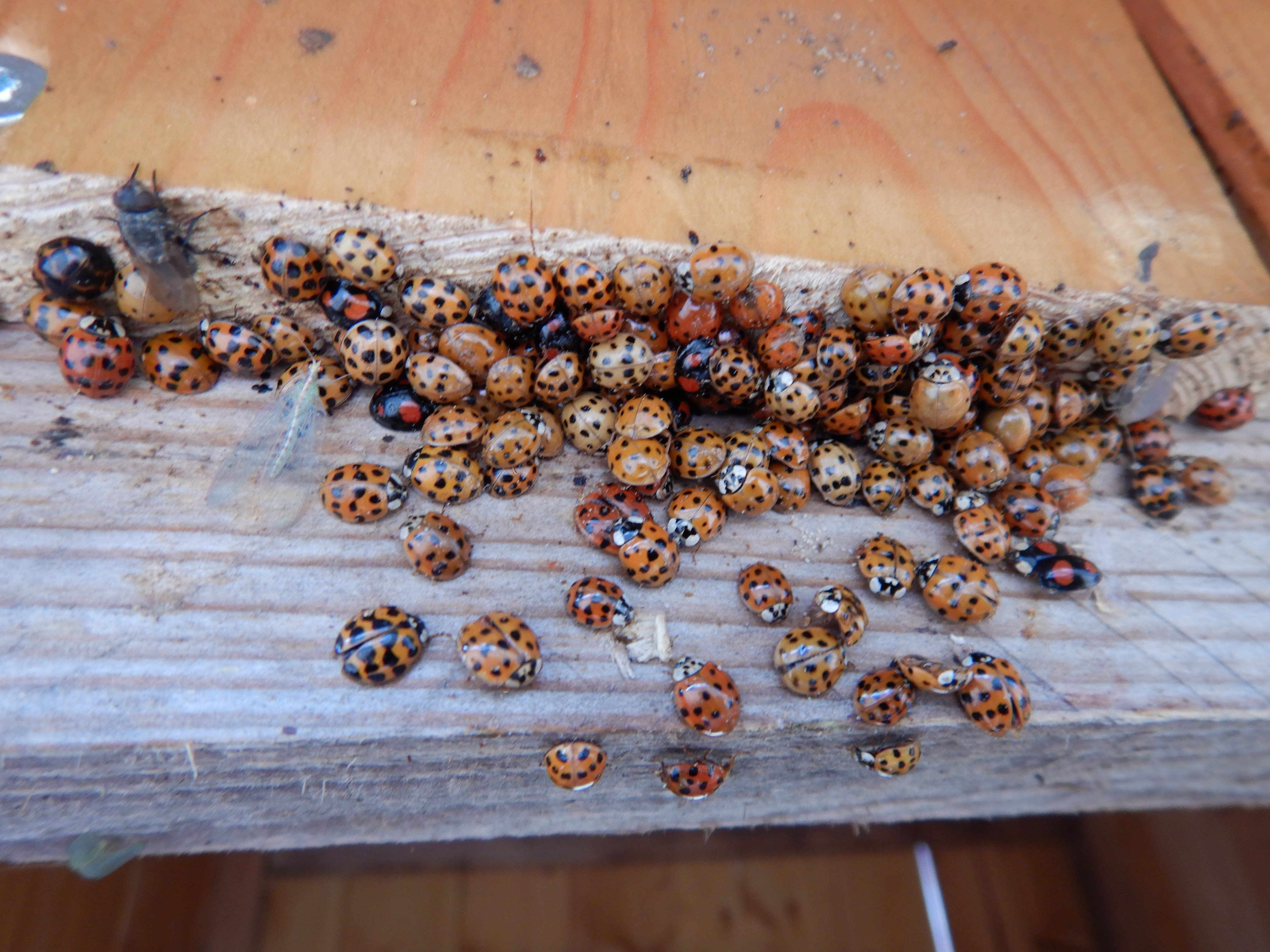 DSCN9280 phäno 2026-03-25 raum eggenburg harmonia axyridis.jpg