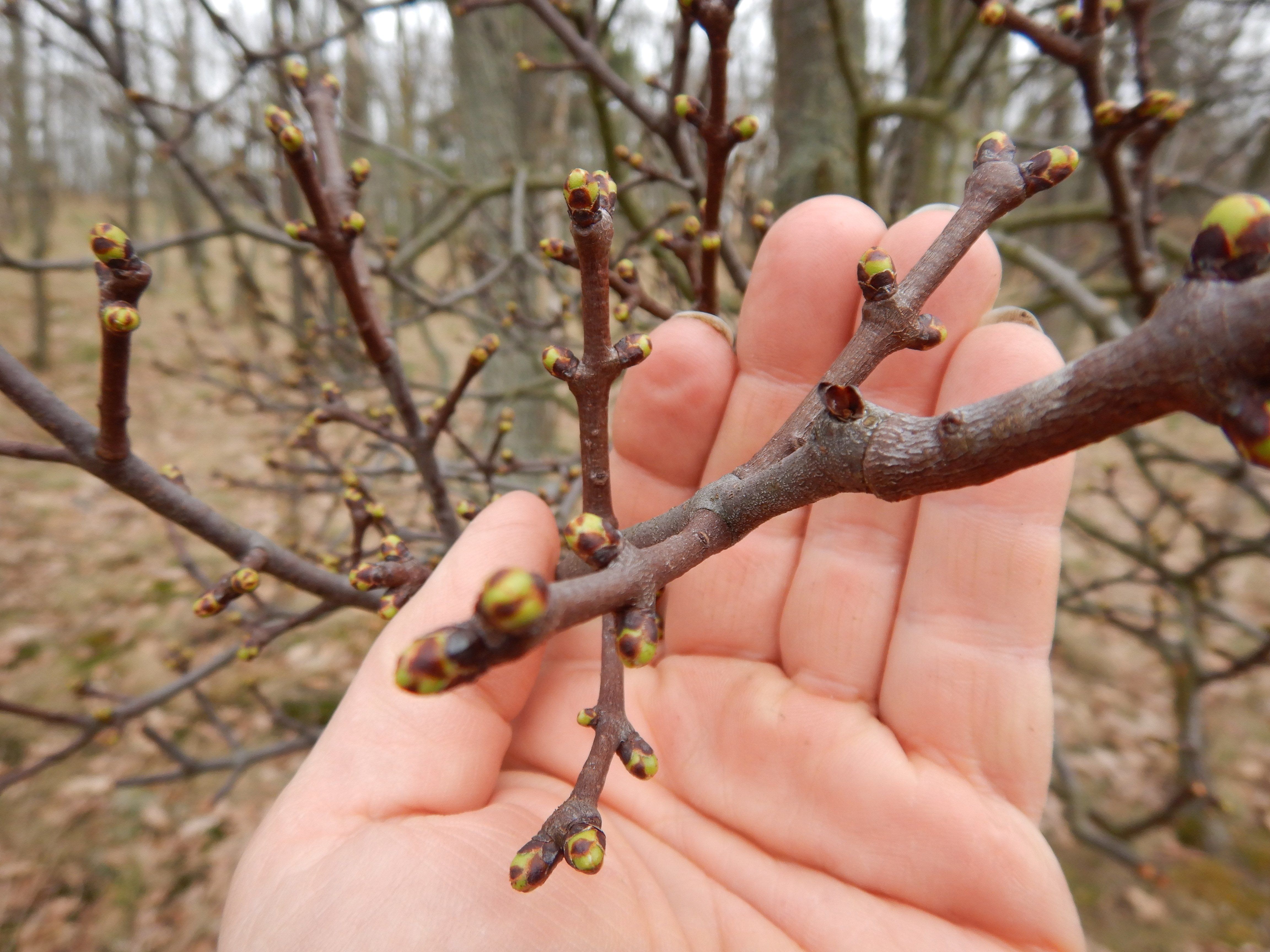 DSCN9305 phäno 2026-03-25 raum eggenburg loranthus europaeus.jpg
