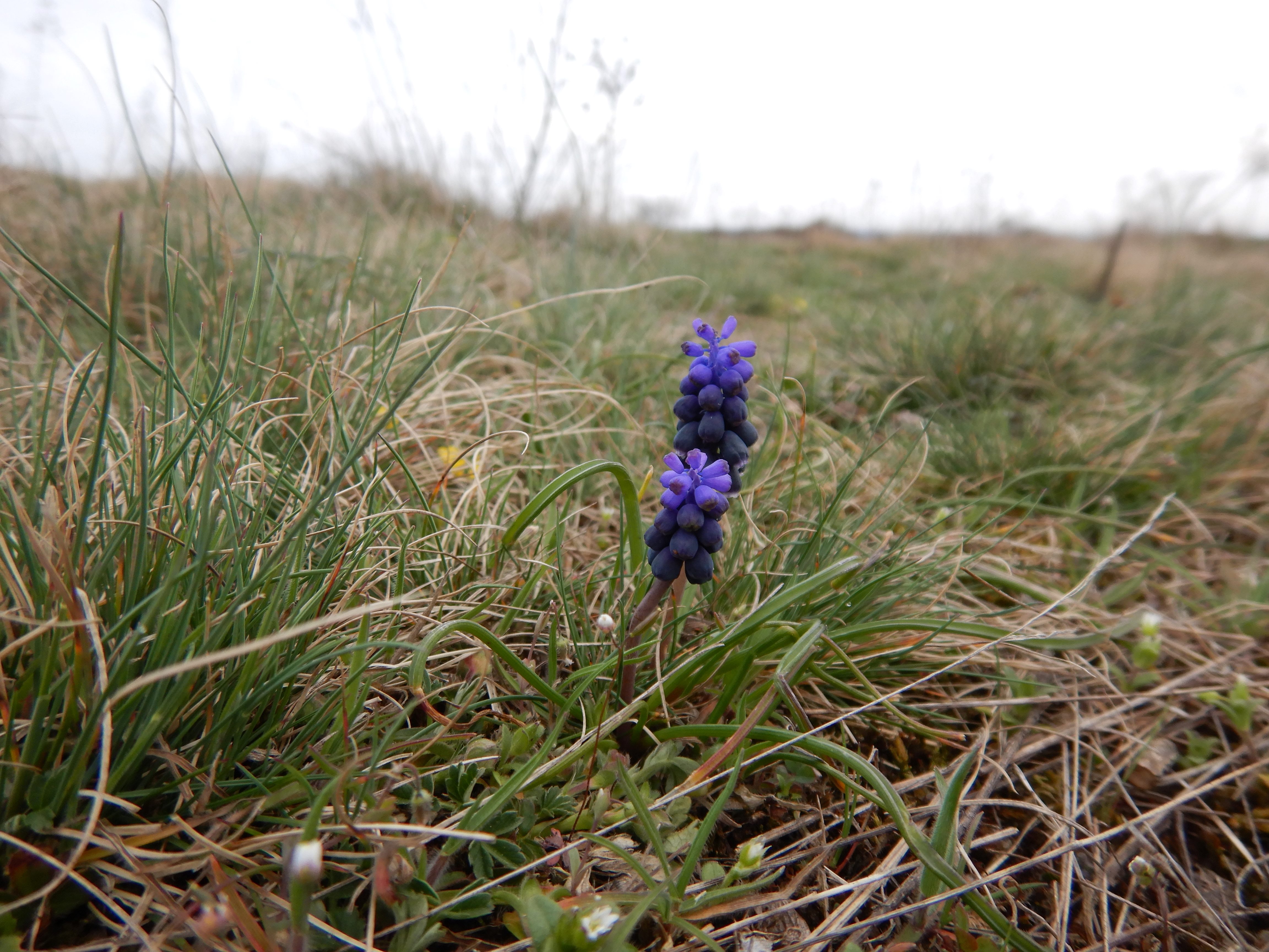 DSCN9457 phäno 2026-03-25 raum eggenburg muscari neglectum.jpg