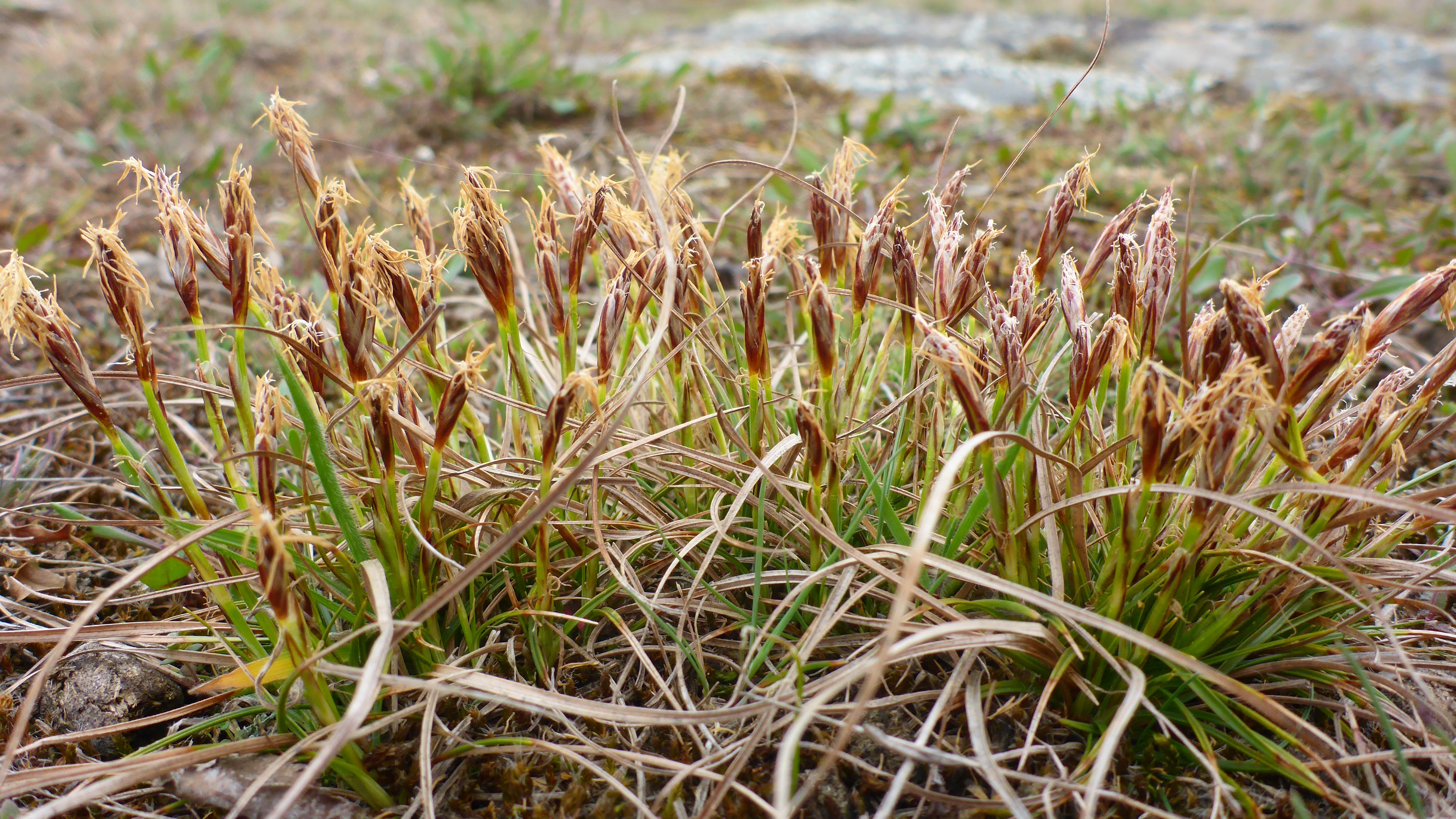 P1300657 phäno 2026-03-25 raum eggenburg carex humilis.jpg