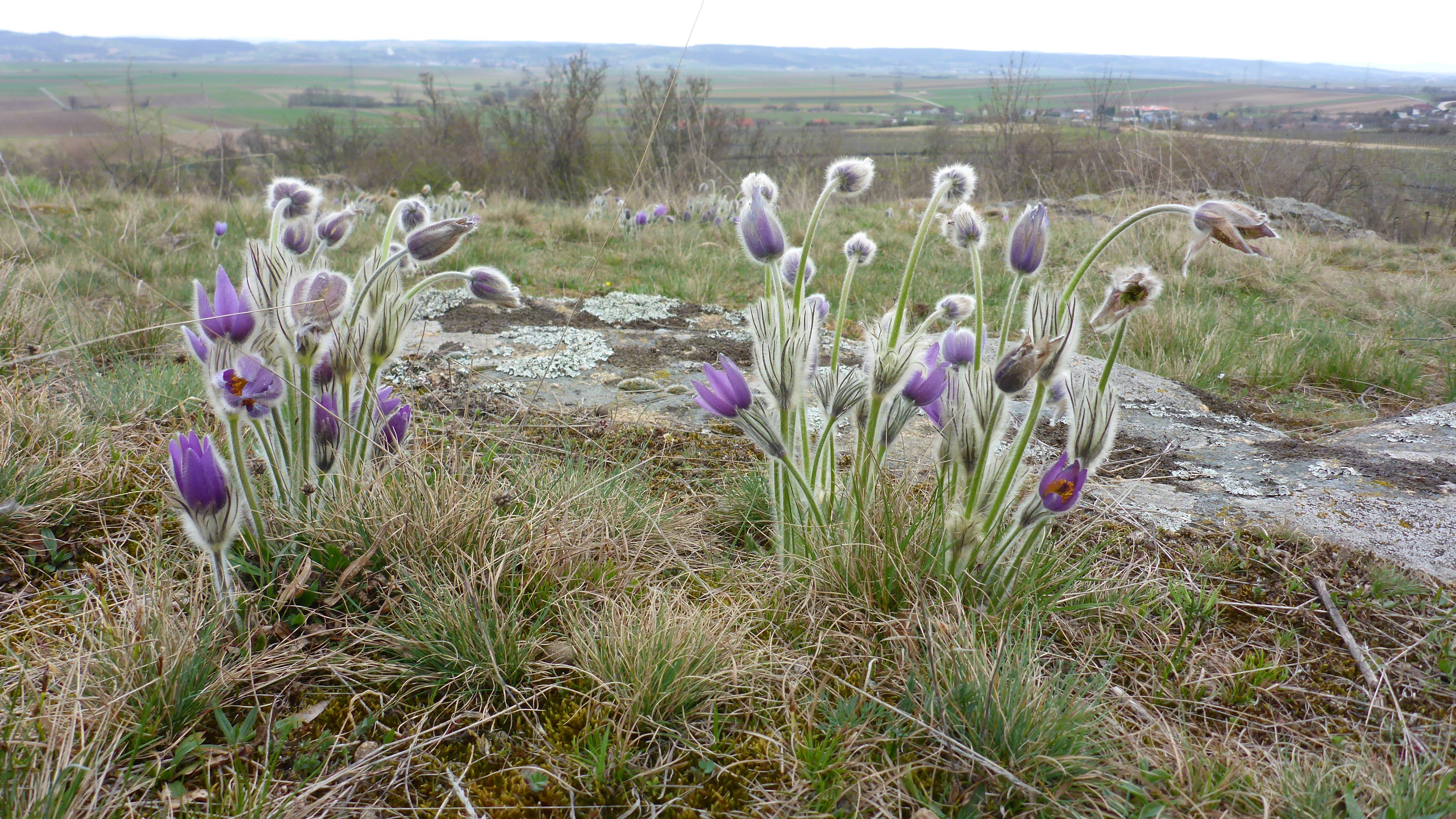 P1300659 phäno 2026-03-25 raum eggenburg pulsatilla grandis.jpg