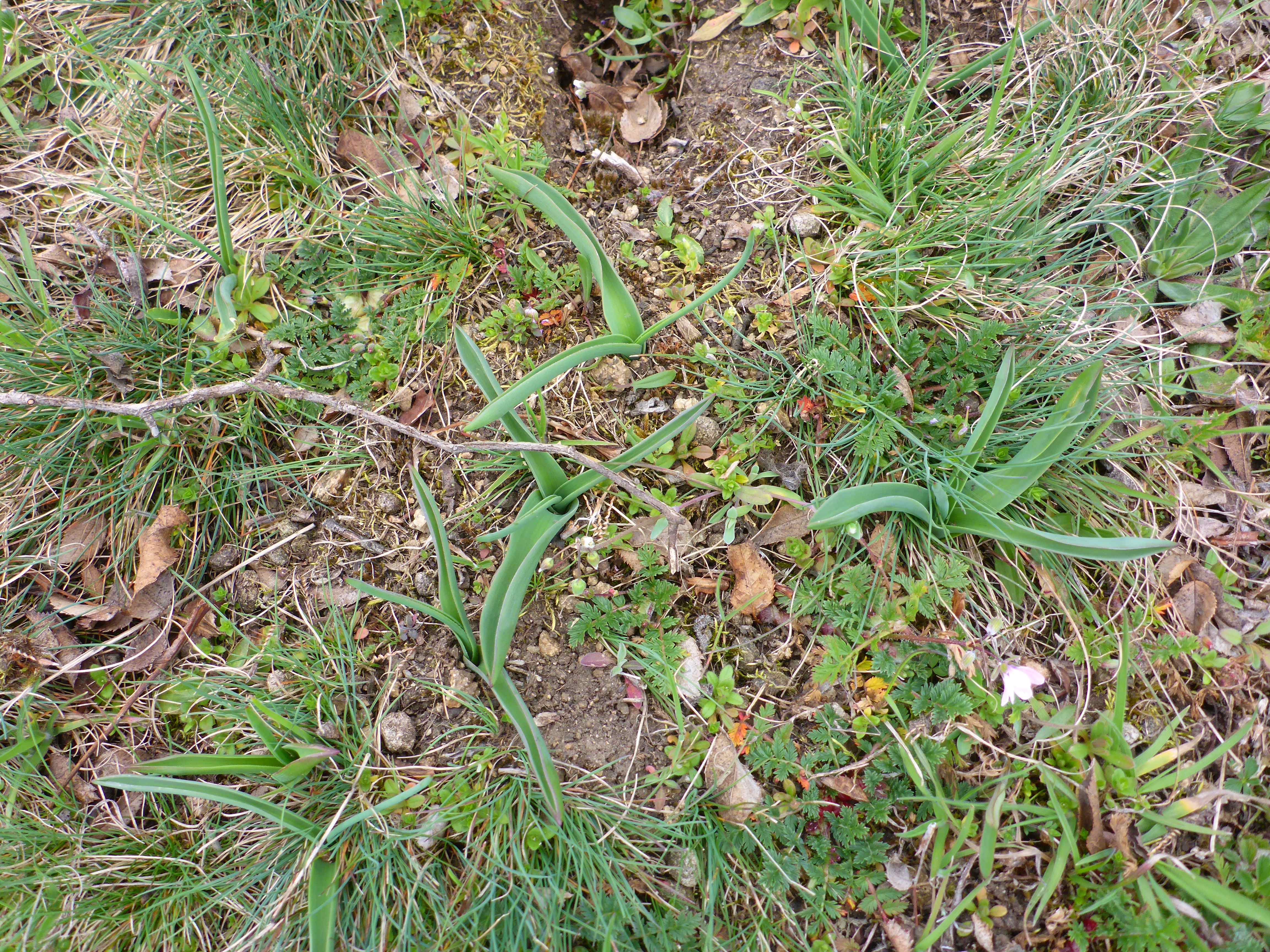 P1300674 phäno 2026-03-25 raum eggenburg muscari comosum.jpg