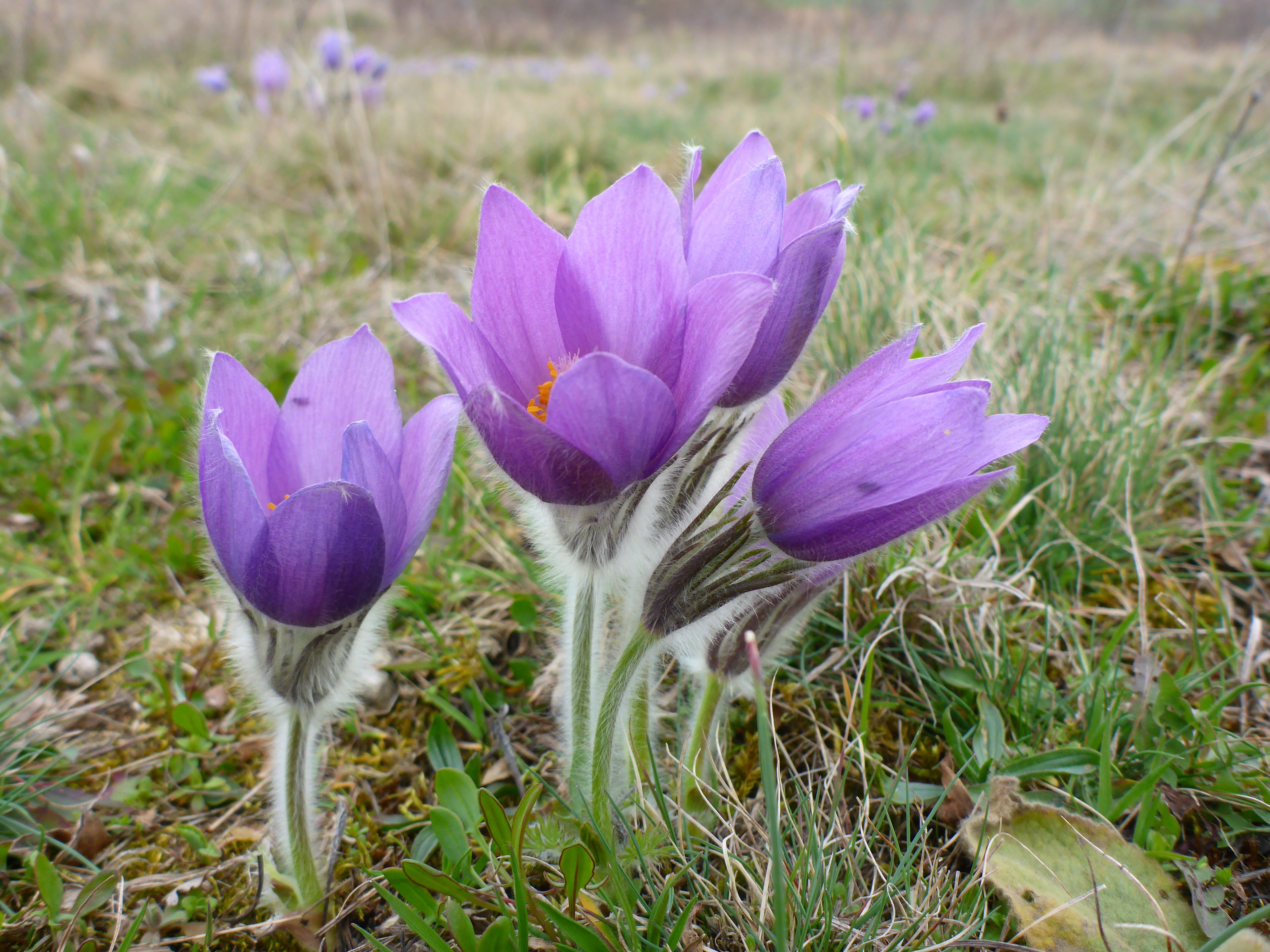 P1300691 phäno 2026-03-25 raum eggenburg pulsatilla grandis.jpg