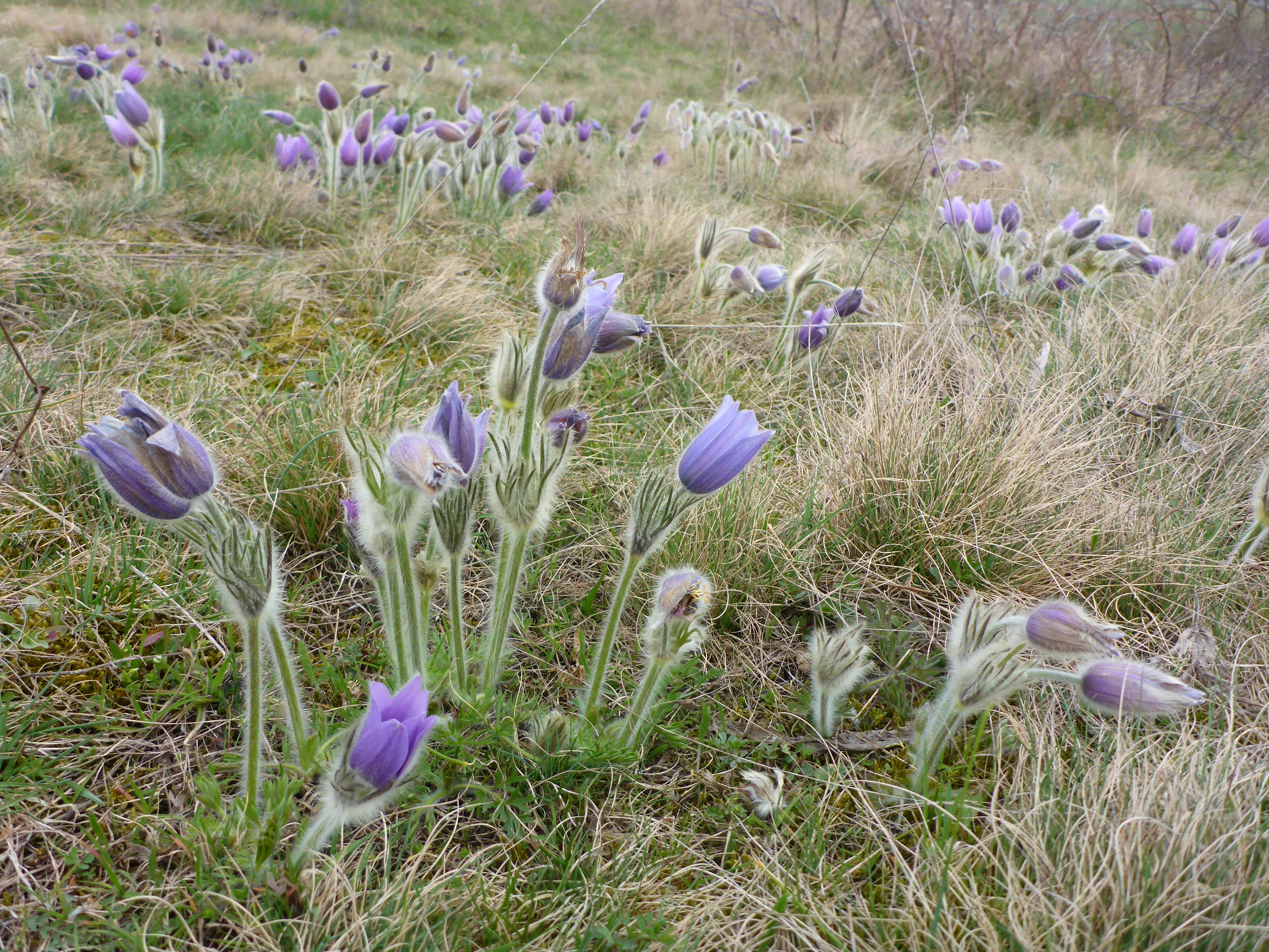 P1300692 phäno 2026-03-25 raum eggenburg pulsatilla grandis.jpg