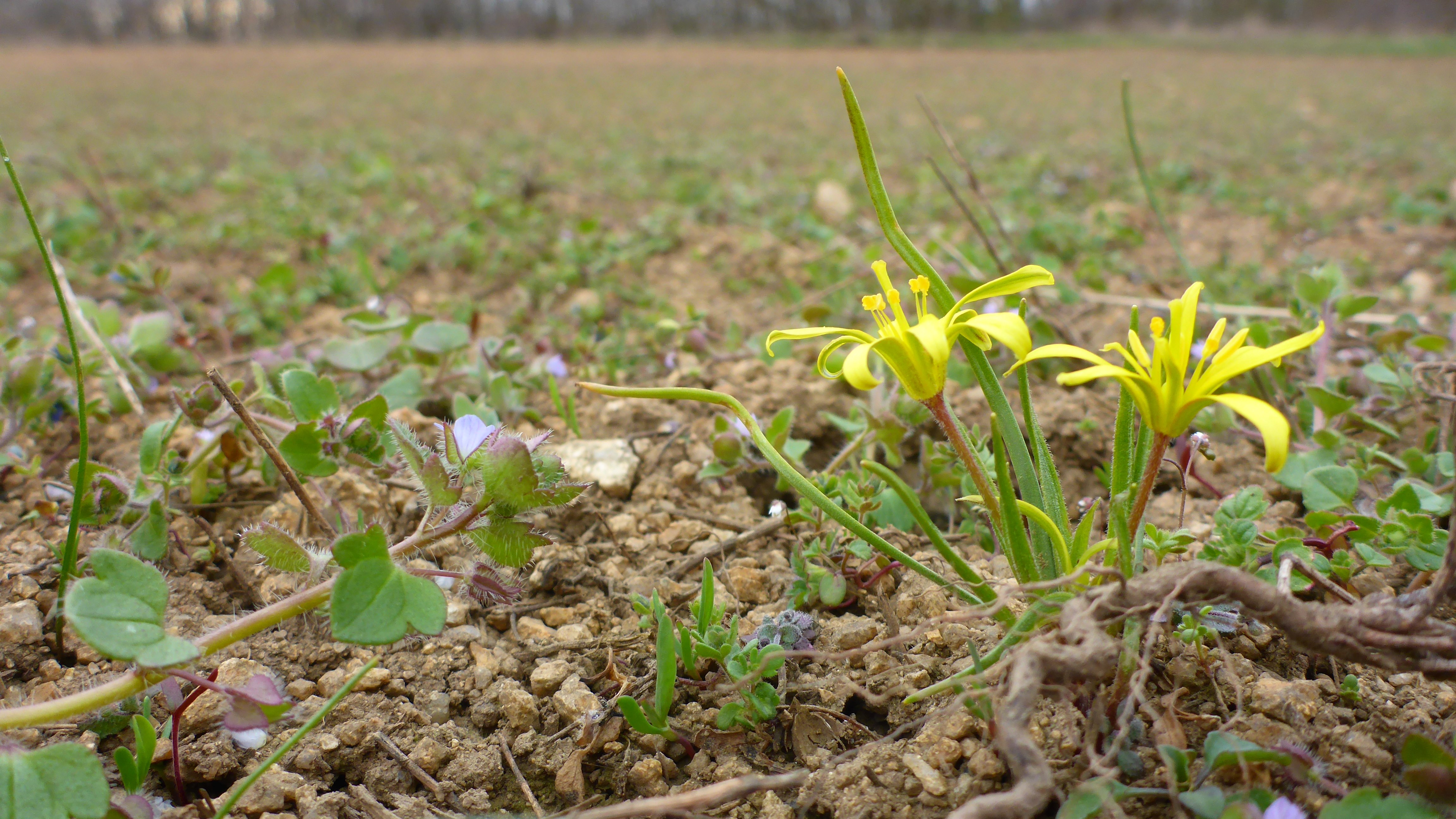 P1300725 phäno 2026-03-25 raum eggenburg gagea villosa.jpg