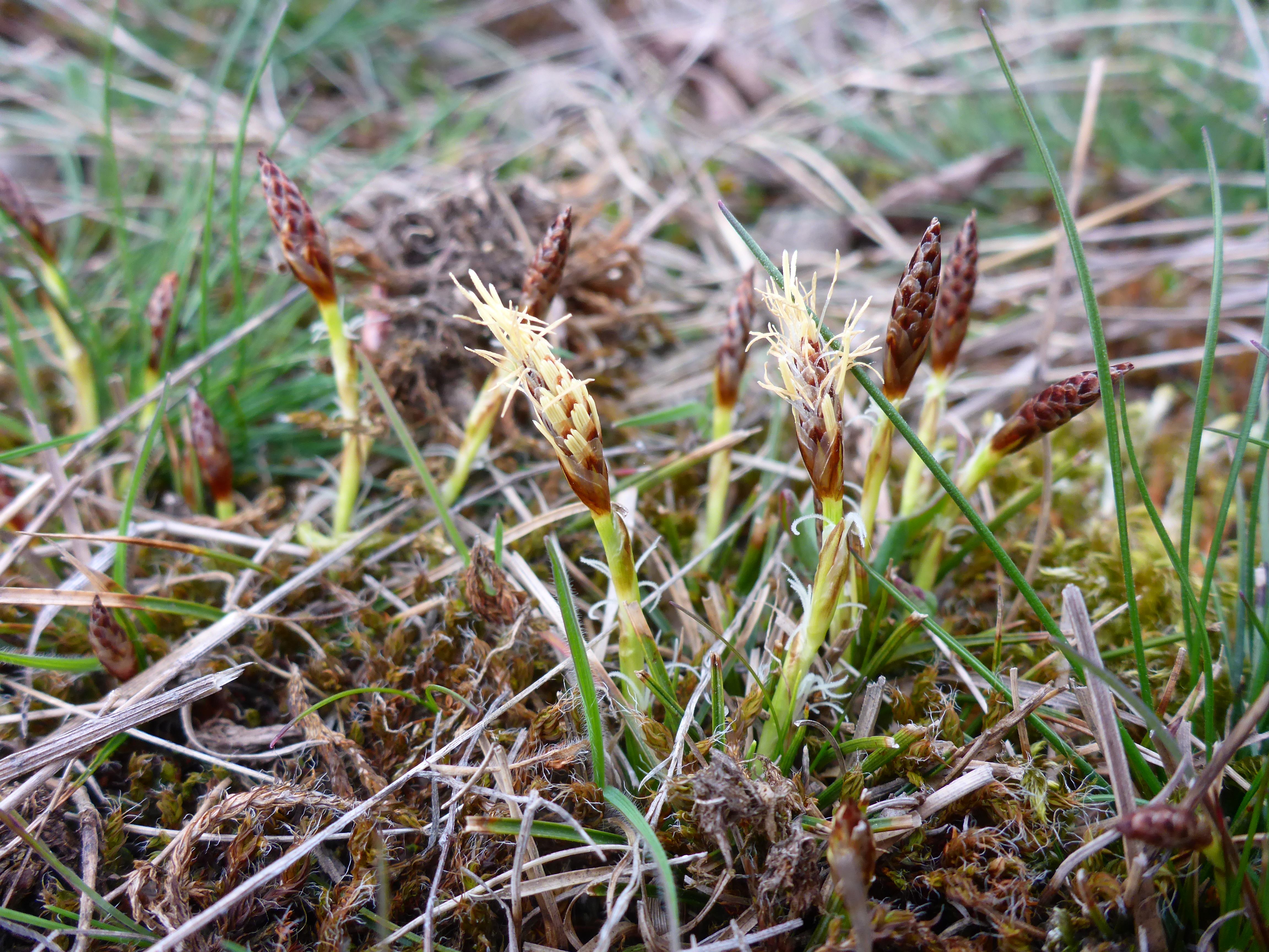 P1300750 phäno 2026-03-25 raum eggenburg carex caryophyllea.jpg