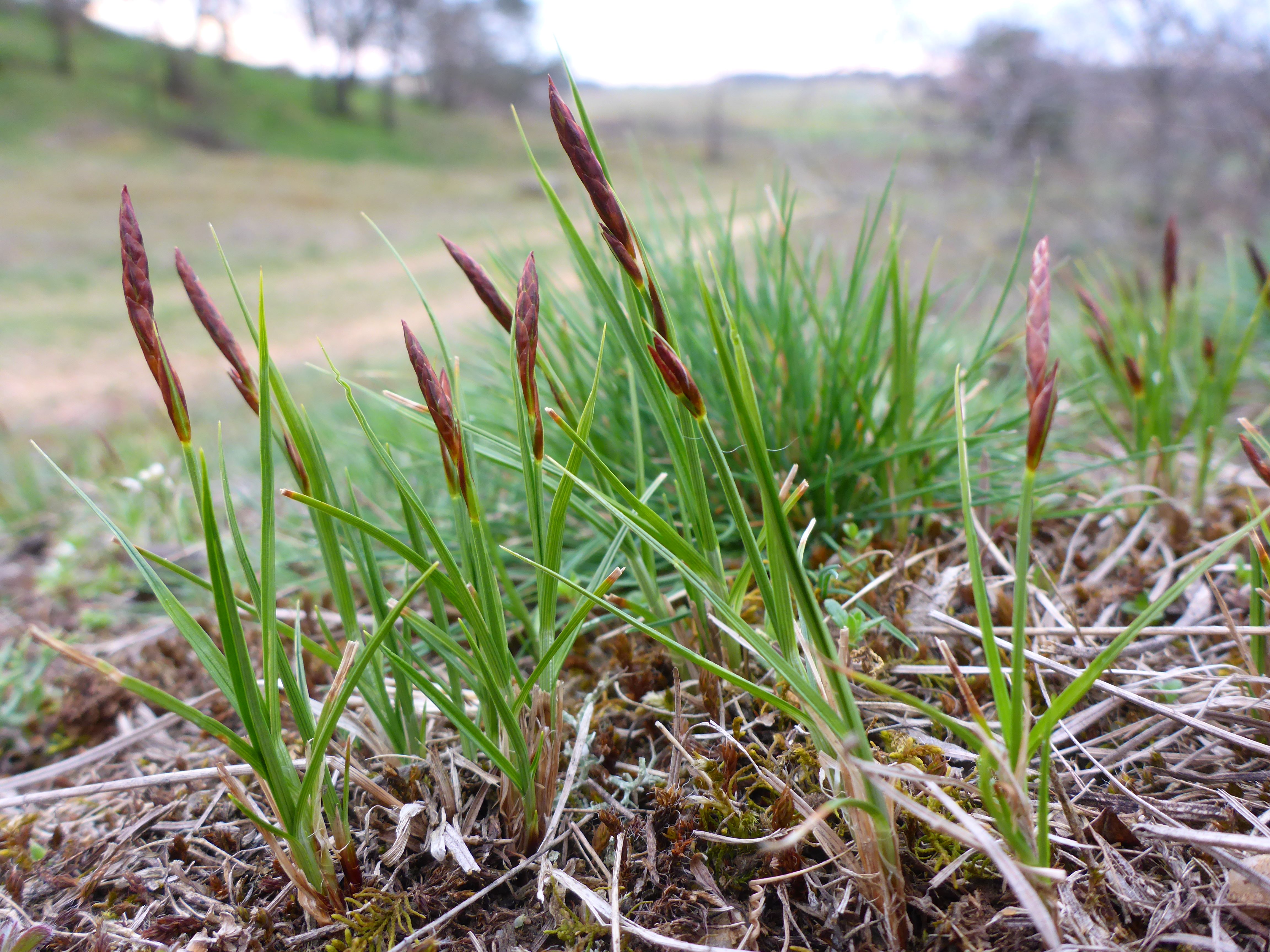 P1300757 phäno 2026-03-25 raum eggenburg carex cf. supina.jpg