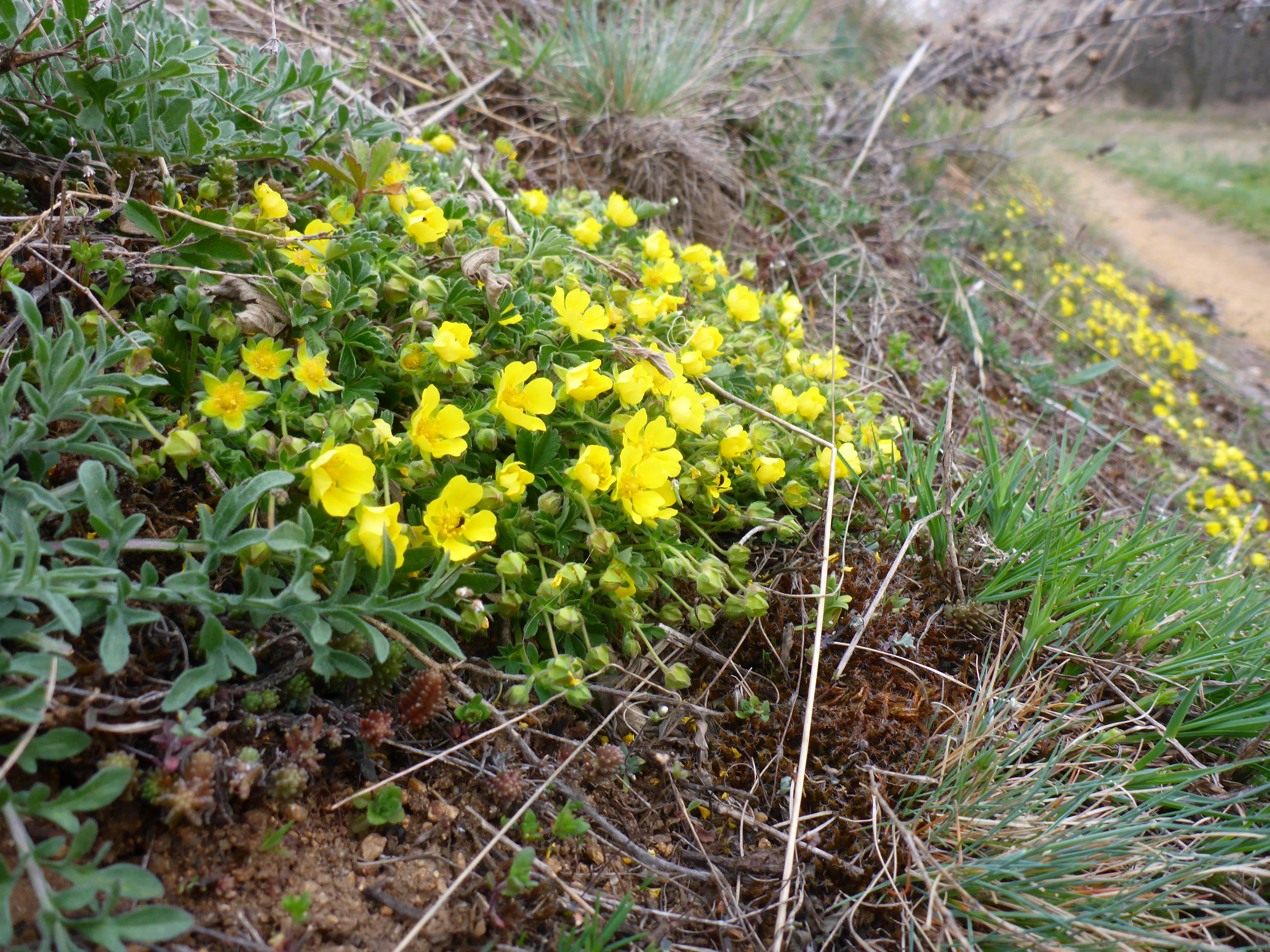 P1300758 phäno 2026-03-25 raum eggenburg potentilla verna agg..jpg