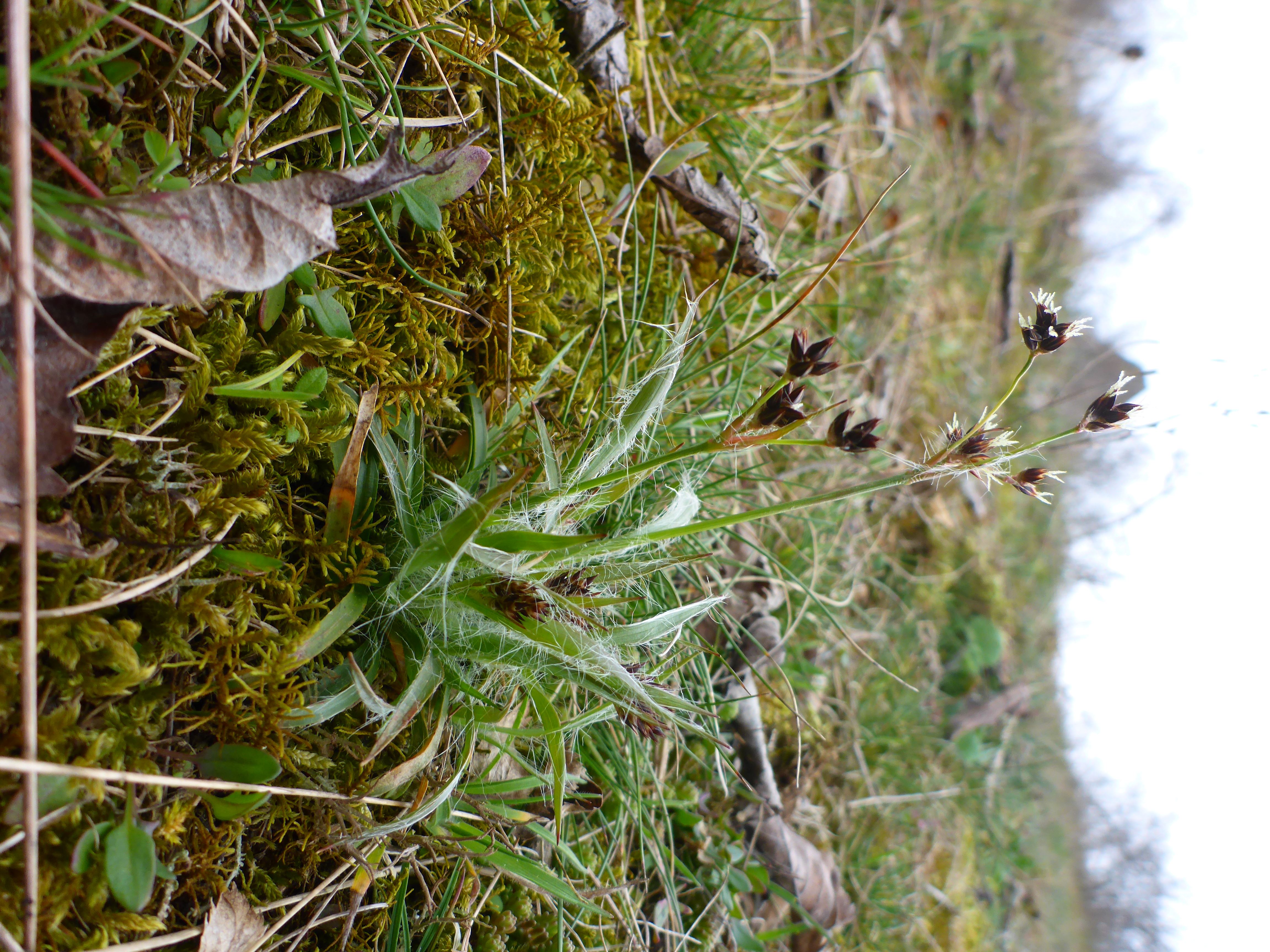 P1300760 phäno 2026-03-25 raum eggenburg luzula campestris.jpg