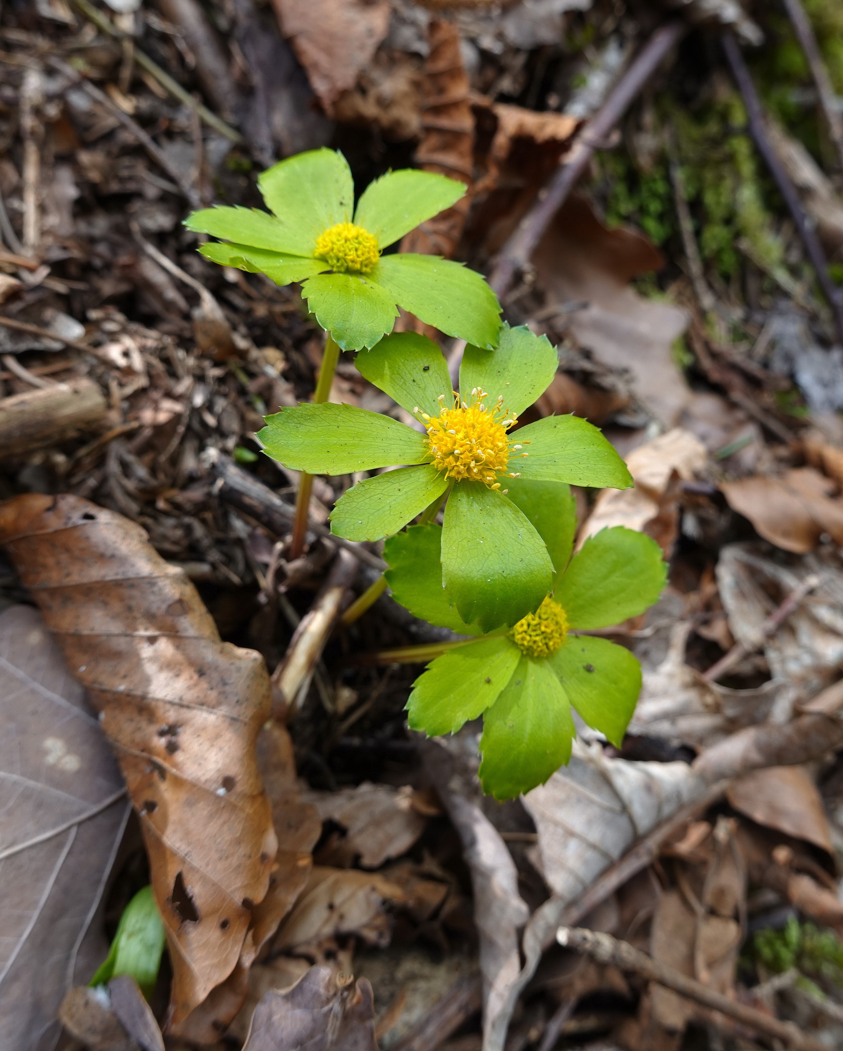 Hacquetia.epipactis.K-Lavamünd.Siegelstein.28.März.26. - Kopie.JPG
