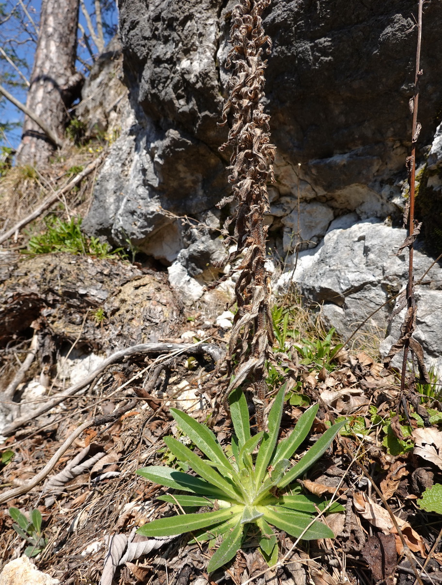 Campanula.thyrsoides.ssp.carniolica.K-Lavamünd.Siegelstein.28.März. 26 - Kopie.JPG