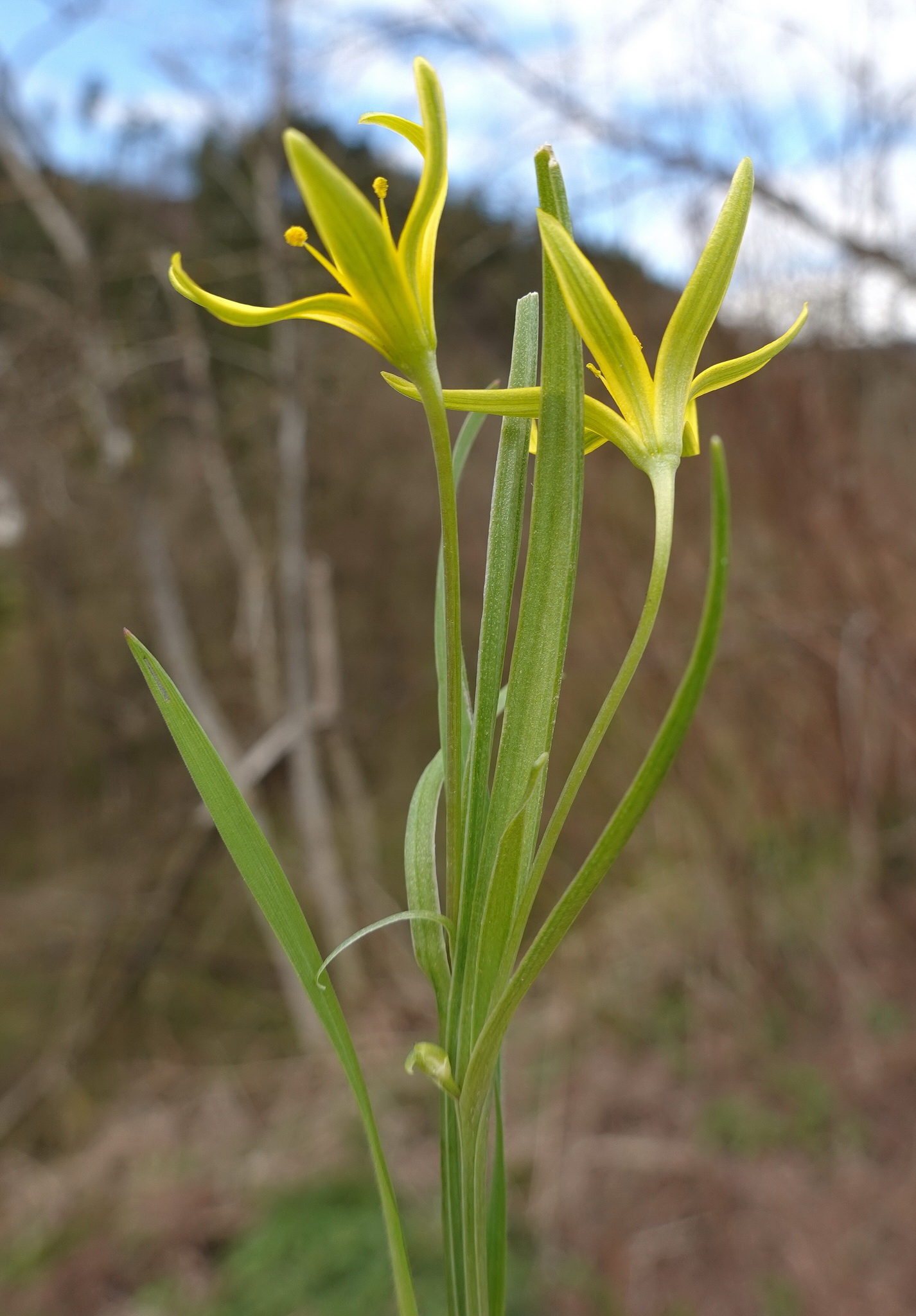 Gagea.pratensis.K-Lavamünd.Siegelstein .28.März.26 - Kopie.JPG